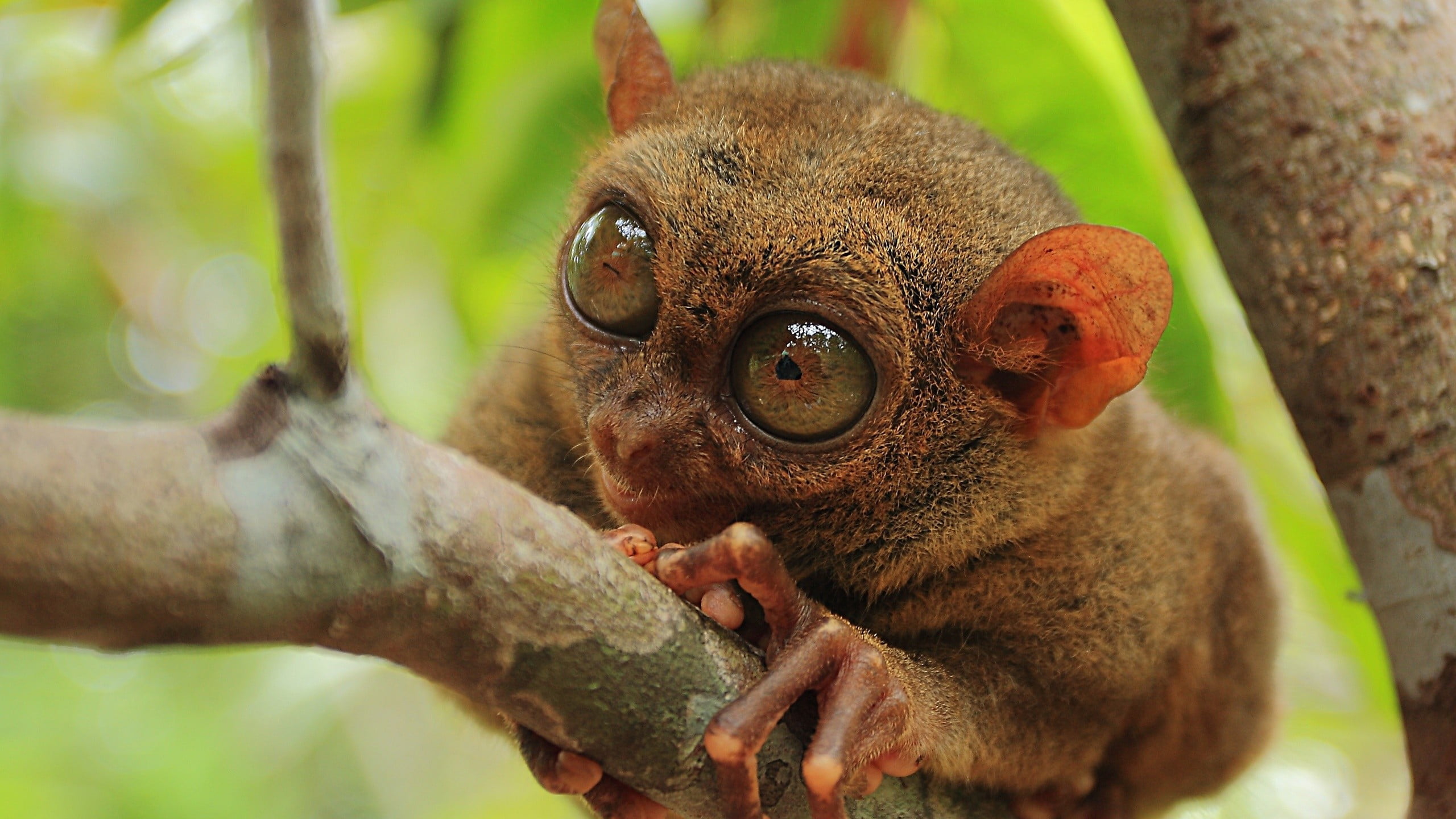 rainforest, primate, outdoors, branch, animals in the wild, close-up, animal wildlife, one animal, tree, day, portrait, focus, animals, selective, vertebrate, HD Wallpaper