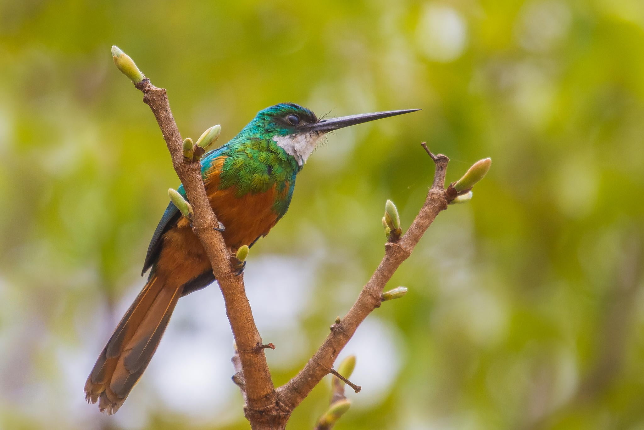 one animal, animal wildlife, stick - plant part, nature, bird, day, no people, beak, perching, vertebrate, beauty in nature, tropical rainforest, animal, HD Wallpaper