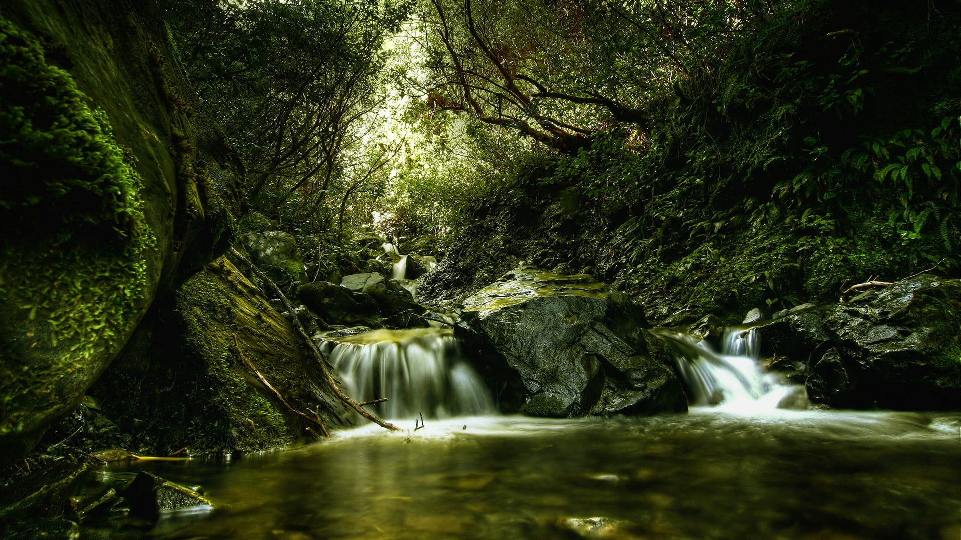 rainforest, stream - flowing water, landscape, power in nature, 1080P, outdoors, no people, motion, nature, blurred motion, creeks, growth, beauty in nature, HD Wallpaper