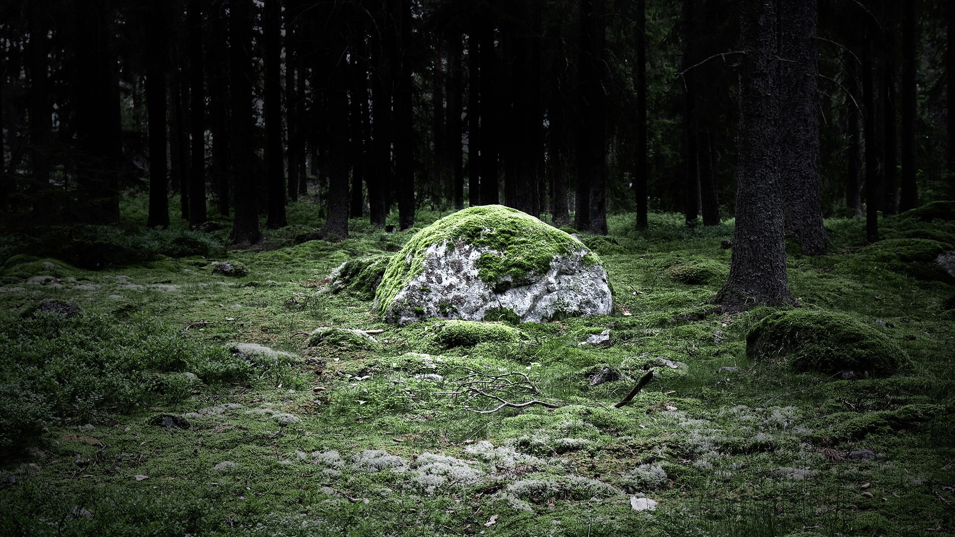 plant, outdoors, tree, scenics - nature, rock, rainforest, 1080P, green color, forest, landscape, grass, day, no people, woodland, beauty in nature, land, HD Wallpaper