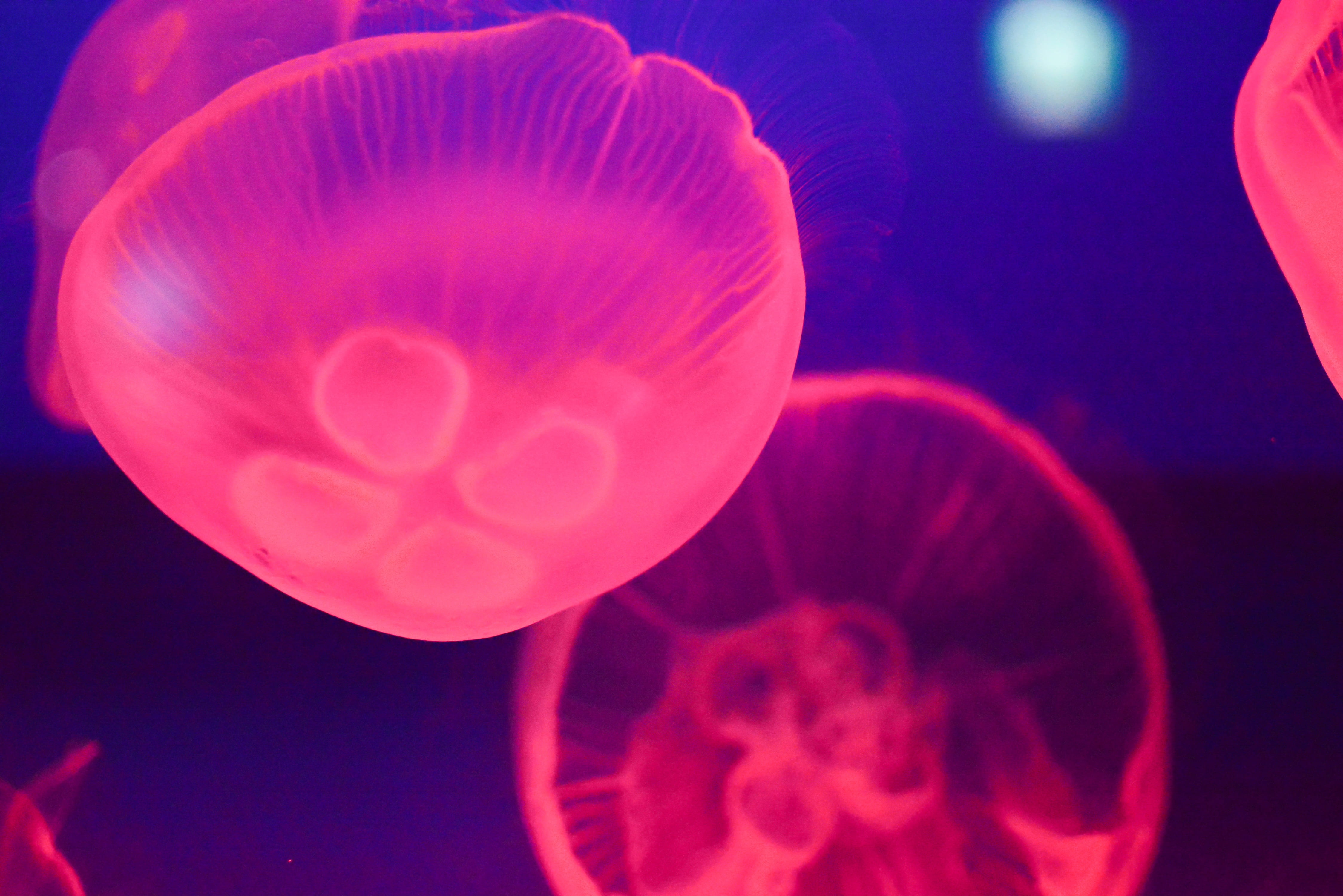 invertebrate, tank, fishes, red, jellyfish, blue, animals in the wild, biology, swimming, sea life, no people, aquarium, the seabed, underwater, marine, HD Wallpaper