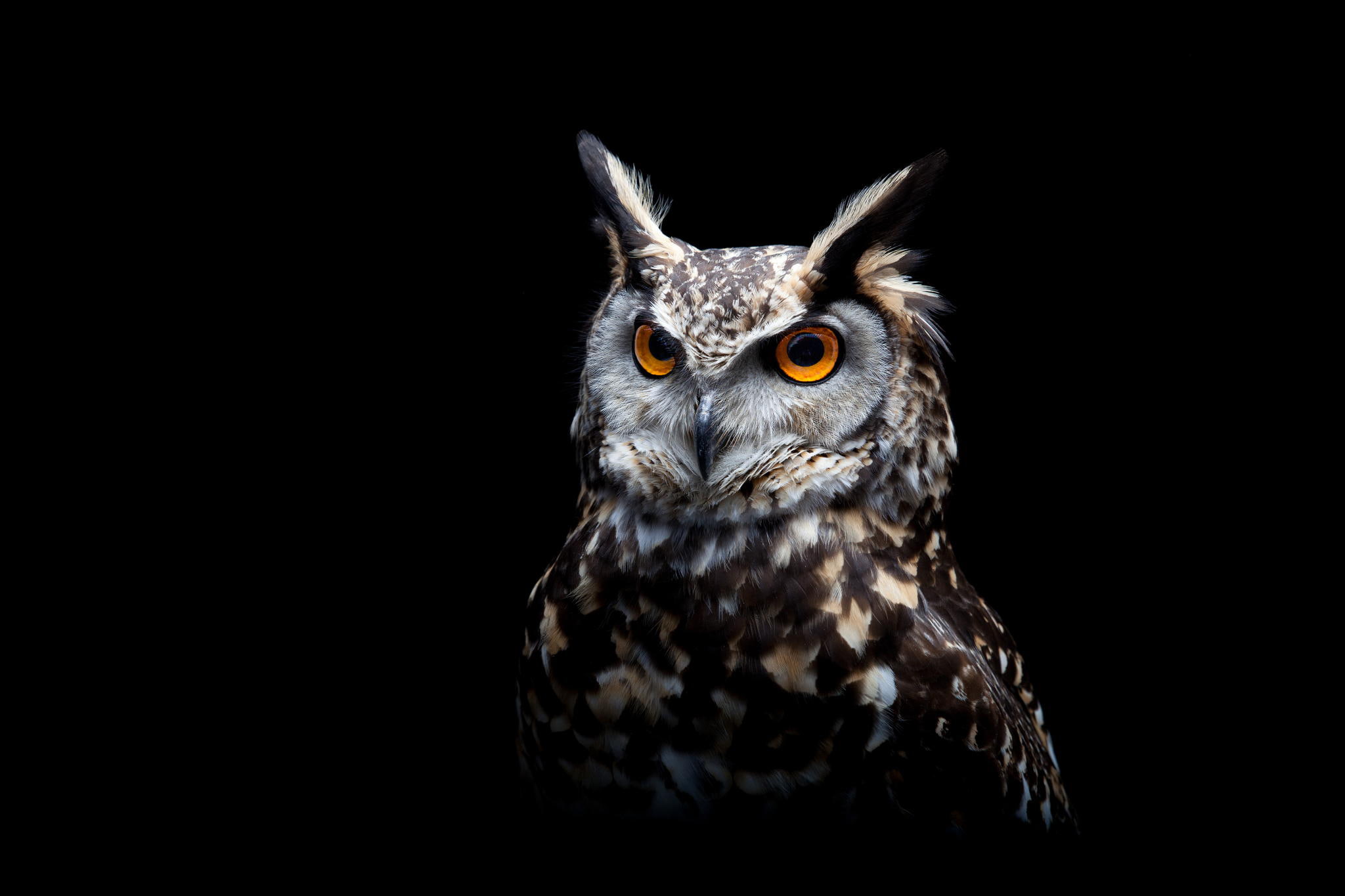 owl, 1080P, dark, birds, animals, HD Wallpaper