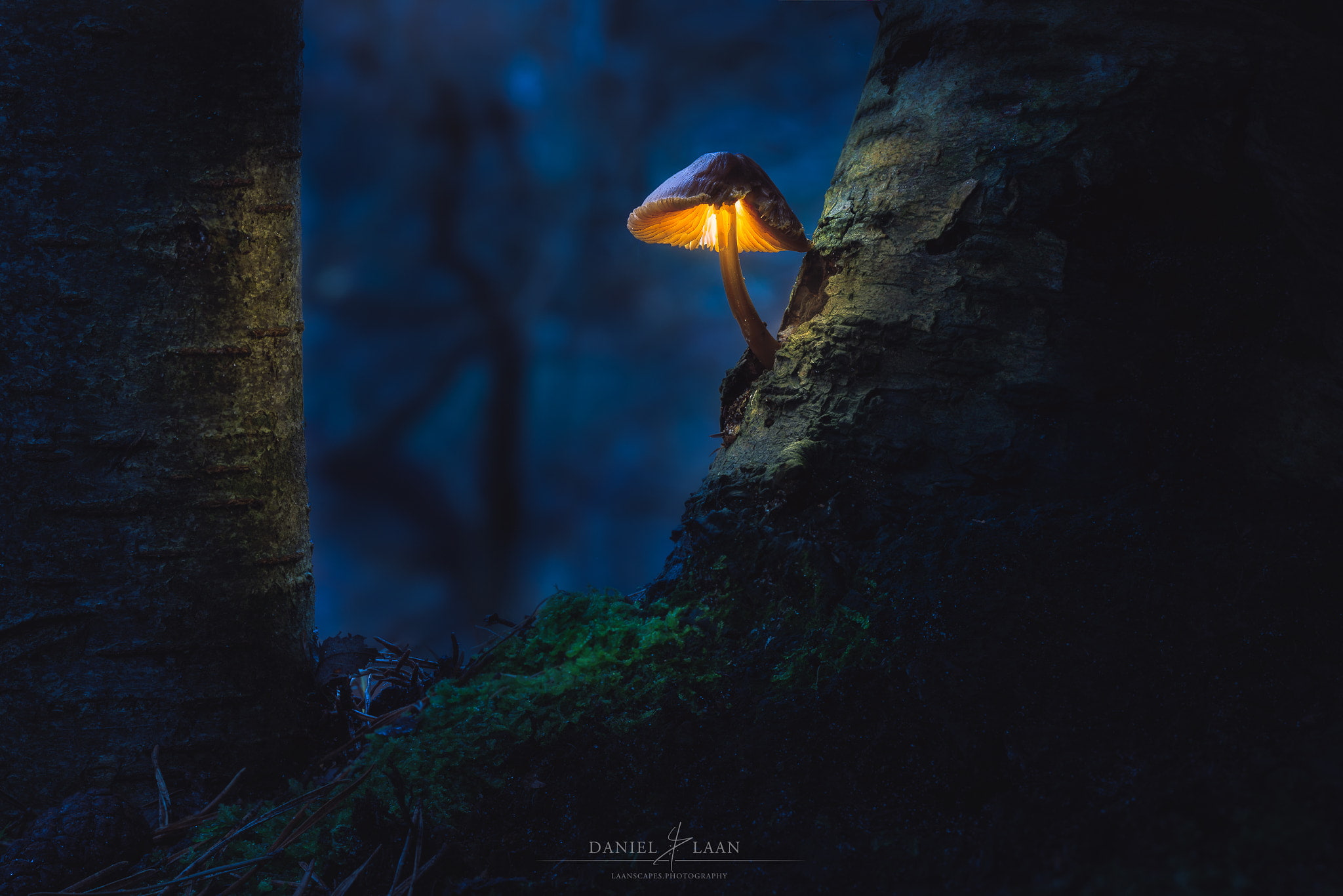 plants, nature, 1080P, mushroom, dark, Daniel Laan, HD Wallpaper