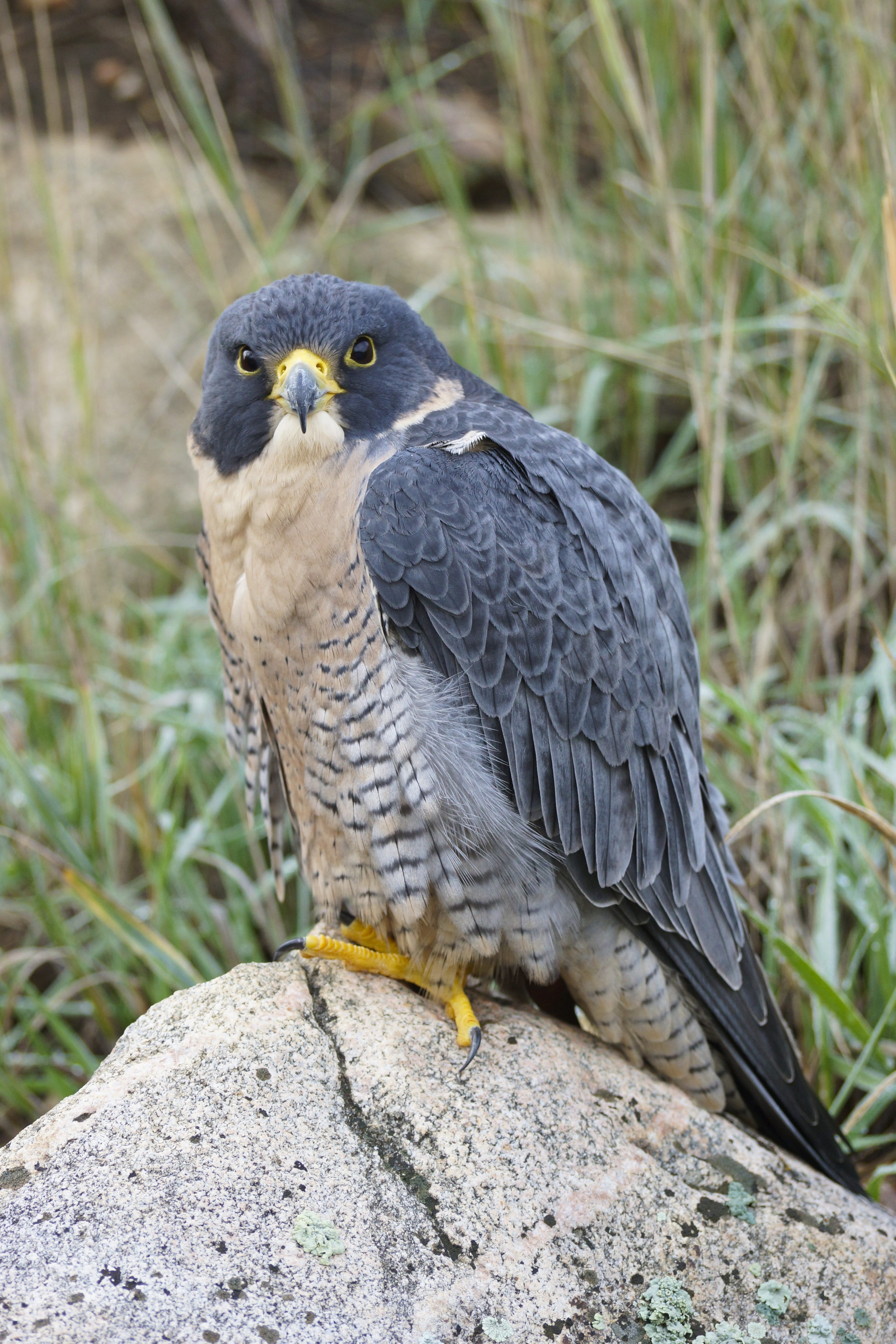 animal wildlife, day, portrait, zoology, looking away, eagle, Bird, animals Hunting, ornithology, beak, animal Wing, wildlife, falcon - Bird, feather, Raptor, Phone HD Wallpaper
