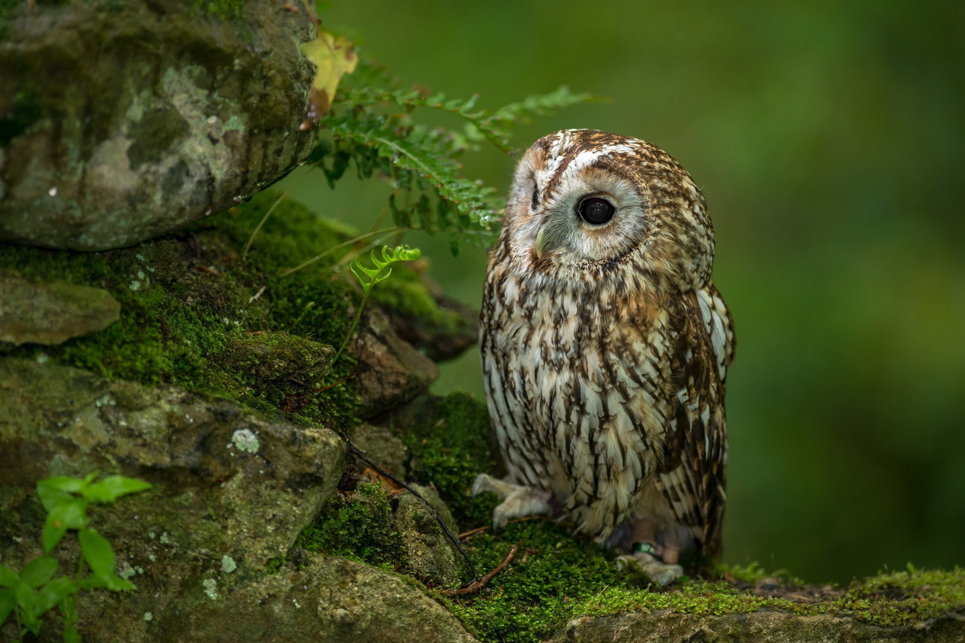 day, looking, brown, carnivore, rock, no people, staring, animal themes, focus on foreground, wildlife, moss, bird, animal Eye, white, bird of Prey, falconry, HD Wallpaper