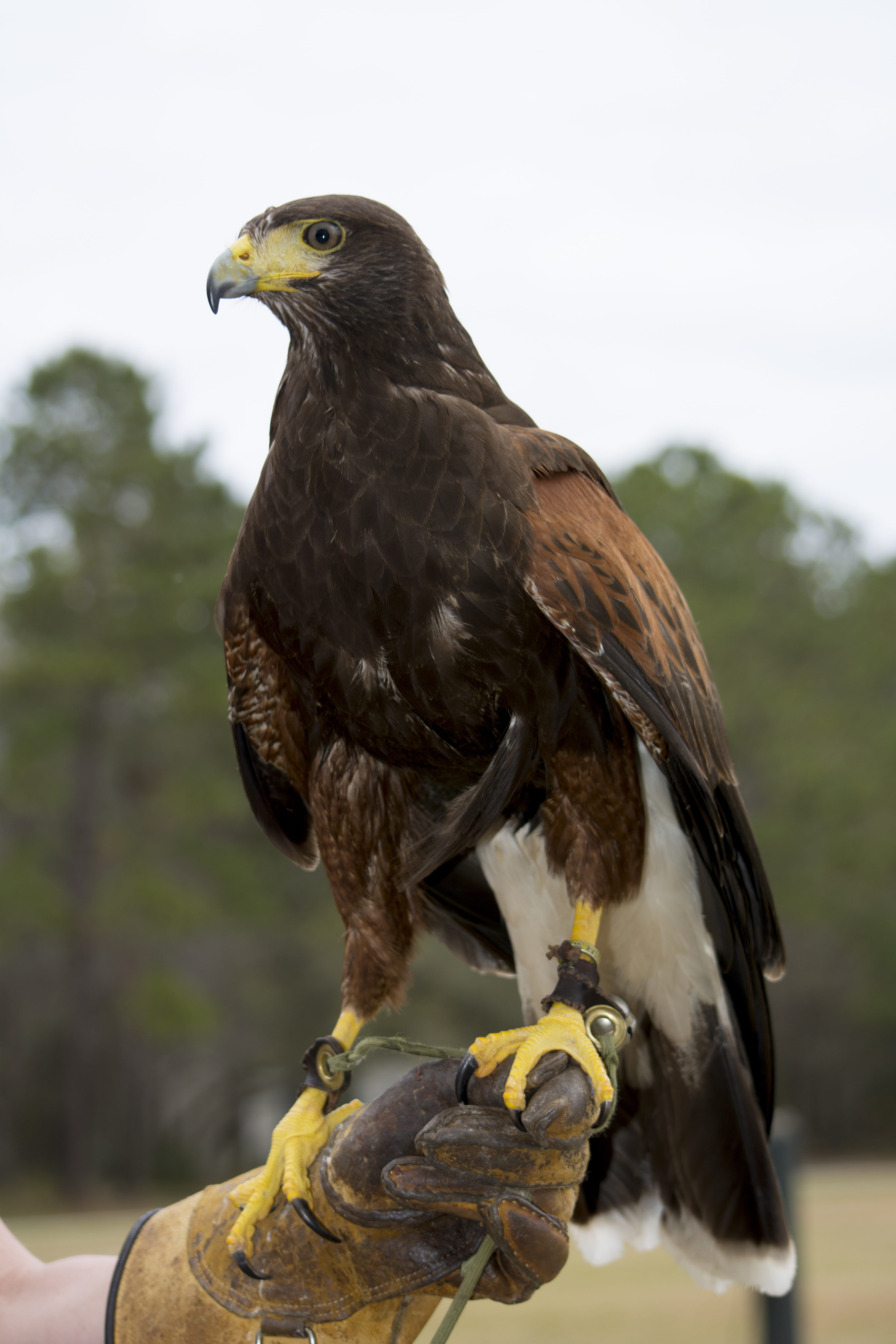 bird, wildlife, day, eagle - bird, beak, hawk, animal, outdoors, one person, bird of prey, one animal, falconry, focus on foreground, close-up, looking, Phone HD Wallpaper
