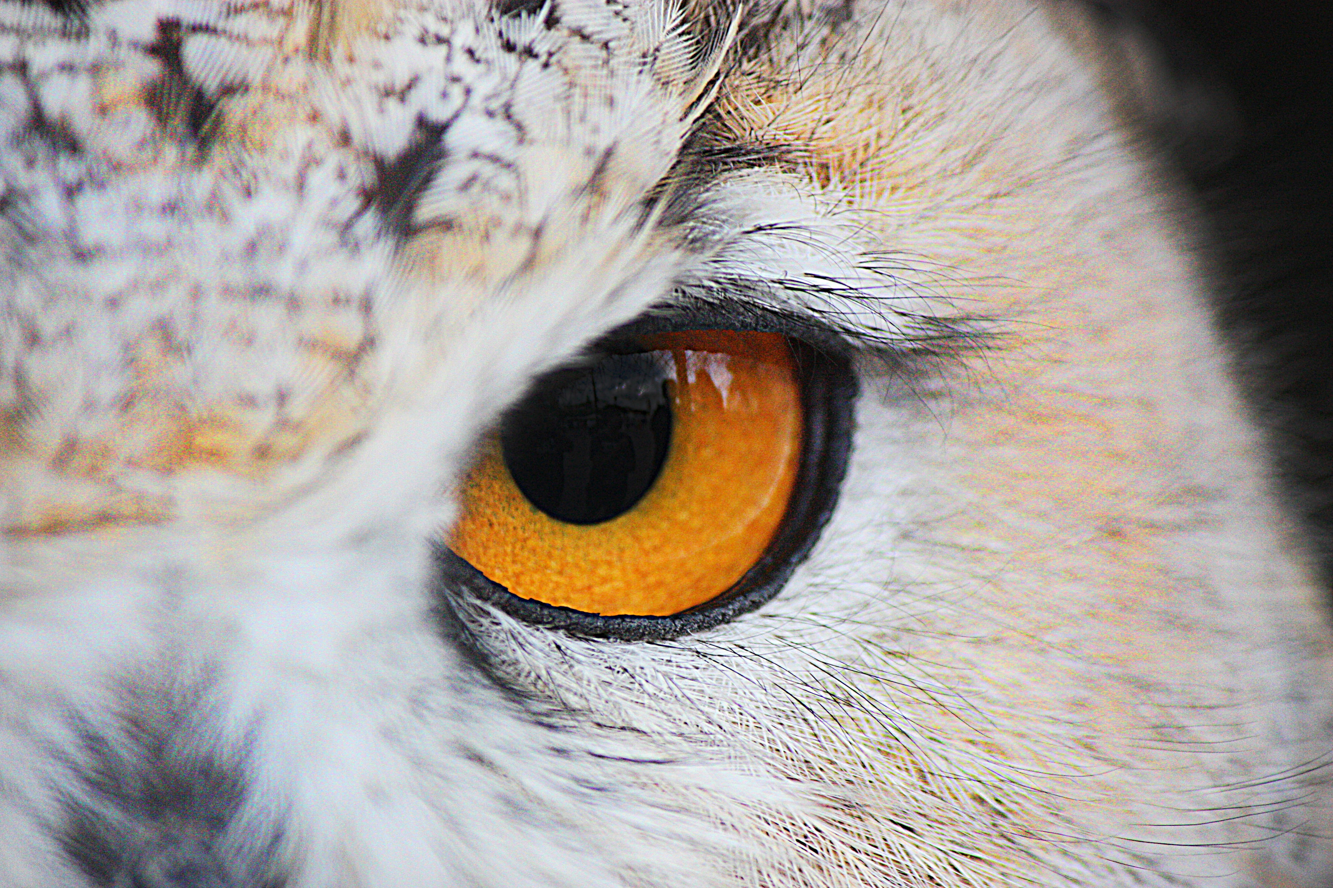 feline, bird of prey, animal, body part, animal head, owl, domestic, animal eye, eye, pupil, fauna, cat, birds, animal themes, animals, animal body part, HD Wallpaper