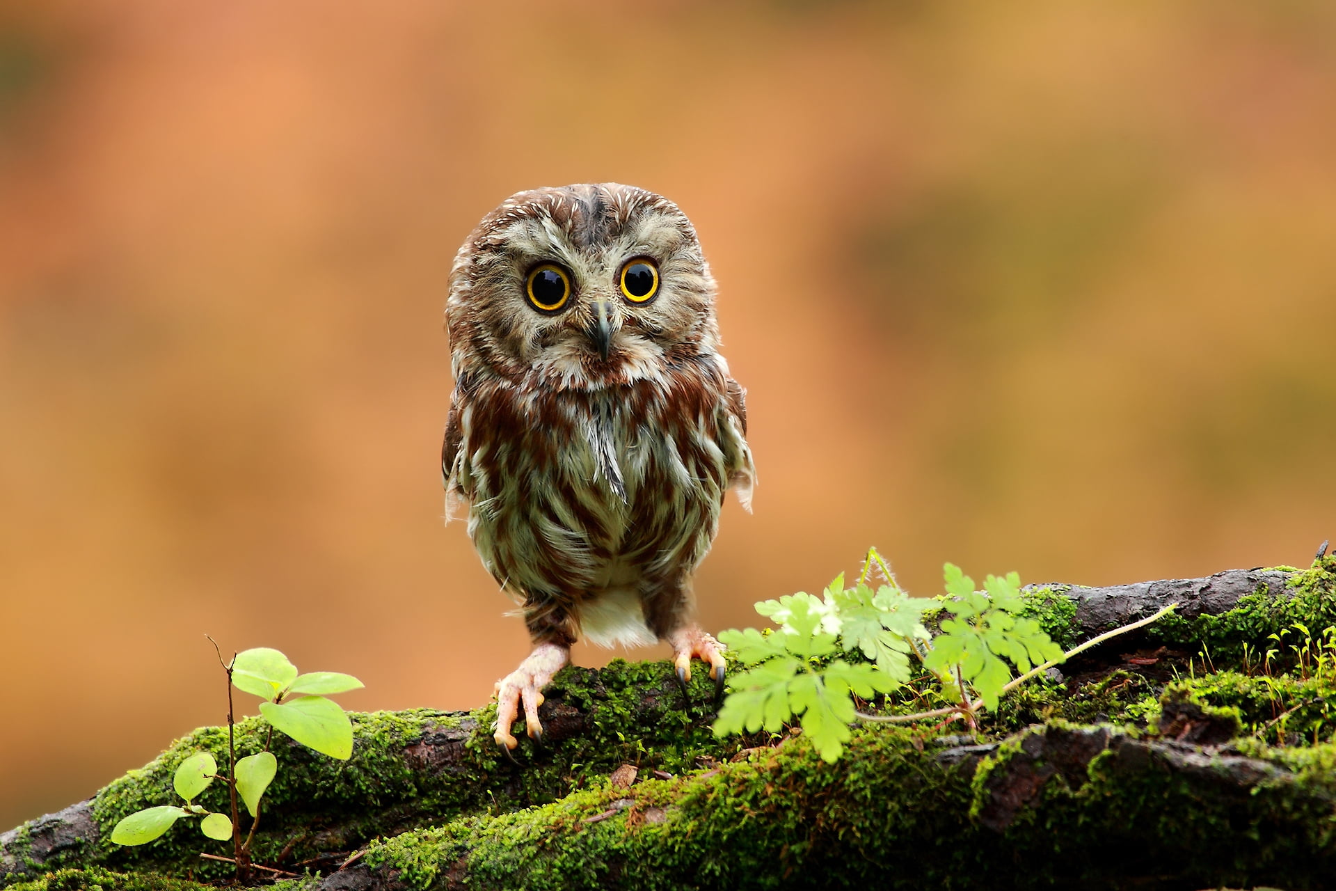 feather, animal Eye, eagle Owl, day, owl, looking, animal wildlife, beak, plant, small, no people, brown, animal, vertebrate, wood, animals Hunting, animals In The Wild, HD Wallpaper