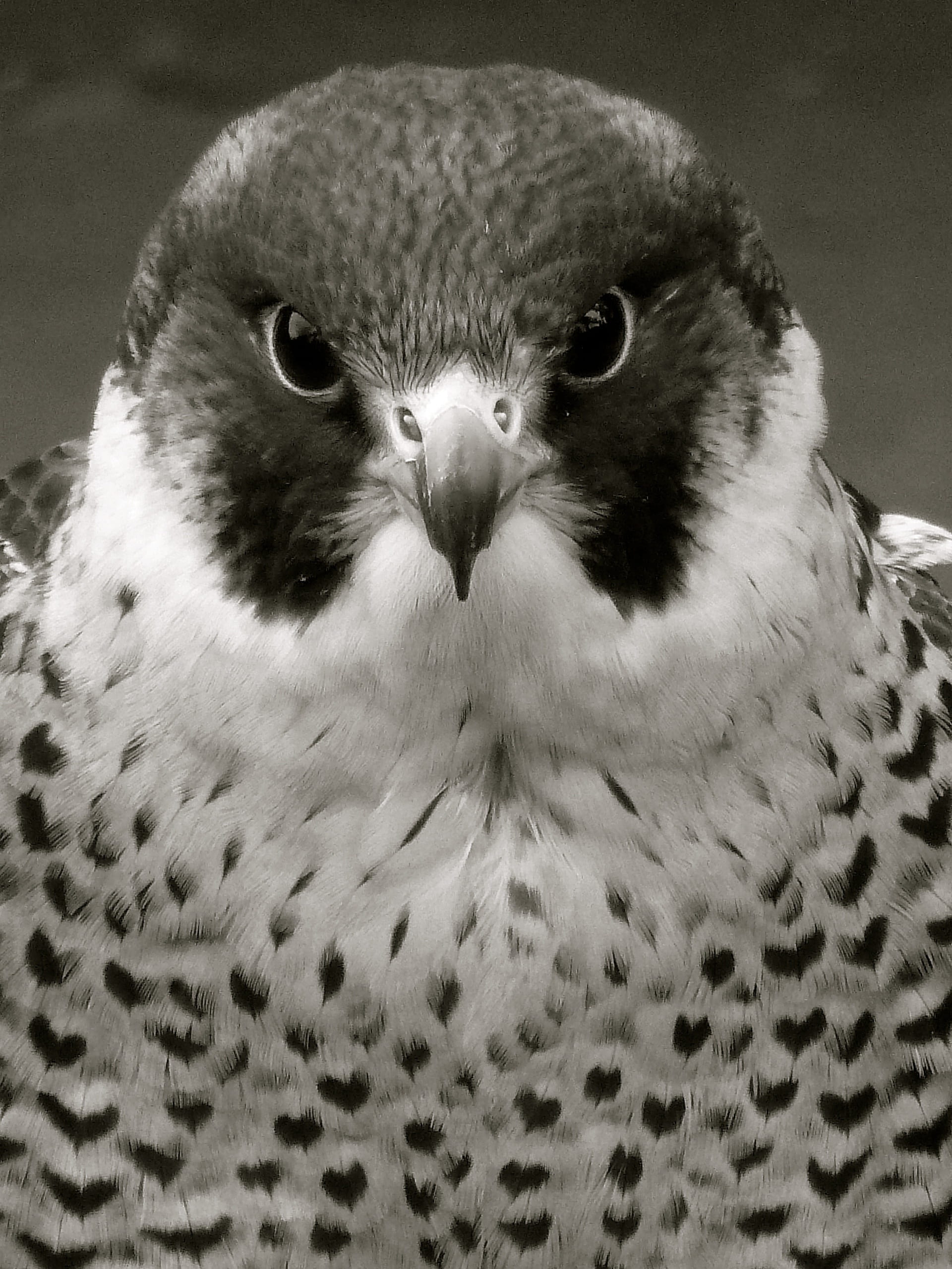 perched, bird of prey, wildlife, grayscale, animal themes, peregrine, fast, falcon, falcon - bird, animal eye, 2K, animals in the wild, one animal, focus on foreground, Phone HD Wallpaper