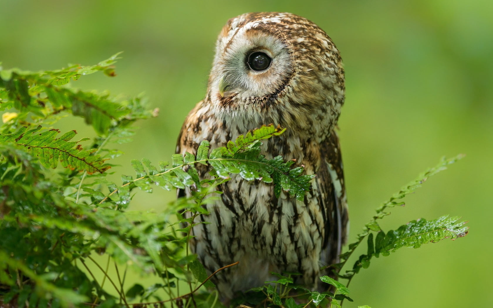 one Animal, branches, close-up, beauty In Nature, portrait, branch, tree, feather, animal, focus on foreground, bird Watching, nature, brown, eagle - Bird, HD Wallpaper