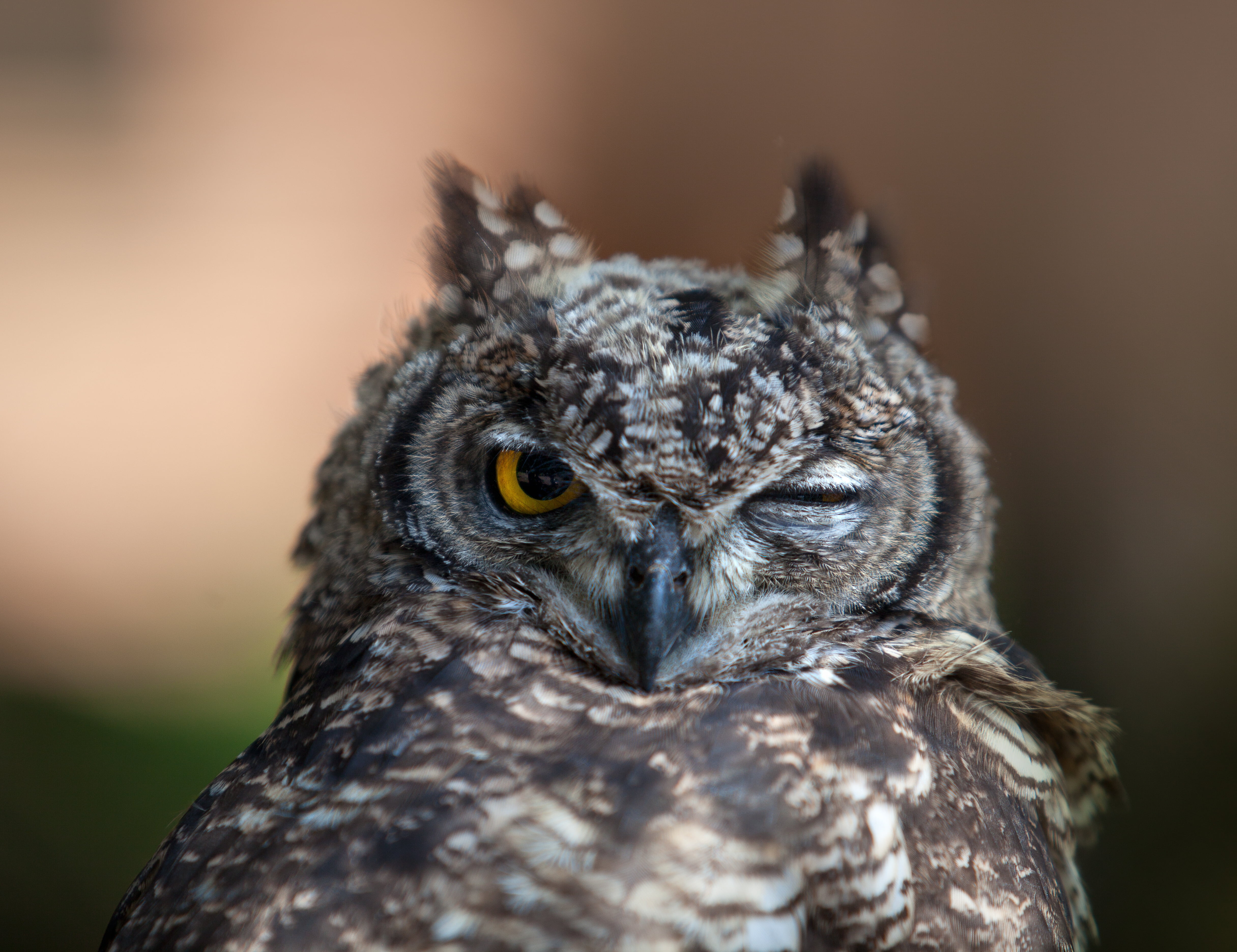 animal themes, animal Wing, face, eye, looking away, 4K, feathers, animal wildlife, black, animals In The Wild, animals Hunting, feather, vertebrate, black Color, HD Wallpaper