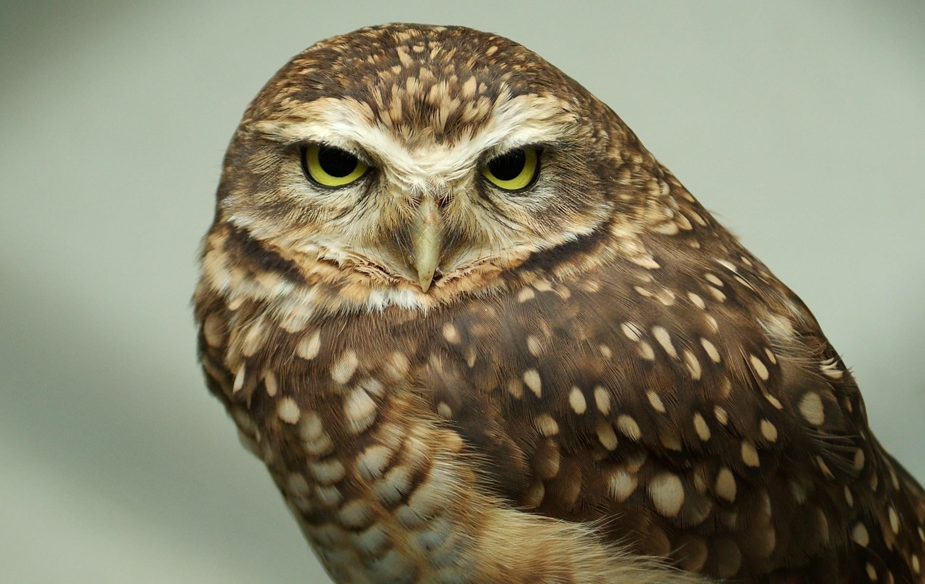feather, owl, predator, eagle Owl, day, vertebrate, animal Eye, animal Head, no People, bird of Prey, animal Wing, beak, wildlife, eagle - Bird, studio shot, HD Wallpaper