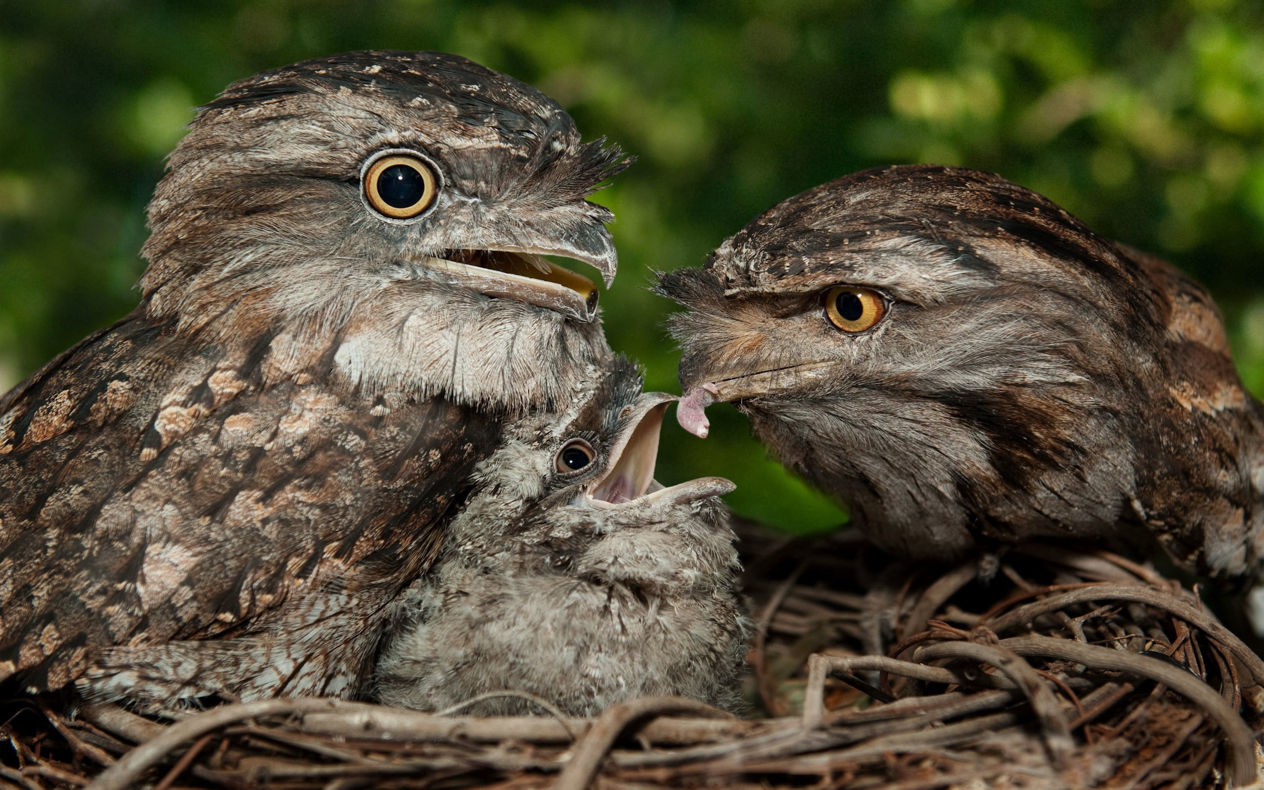 hawk - Bird, staring, tawny frogmouth, vertebrate, caring, animals Hunting, carnivore, nature, 2K, day, two animals, falconry, animal Wing, togetherness, HD Wallpaper