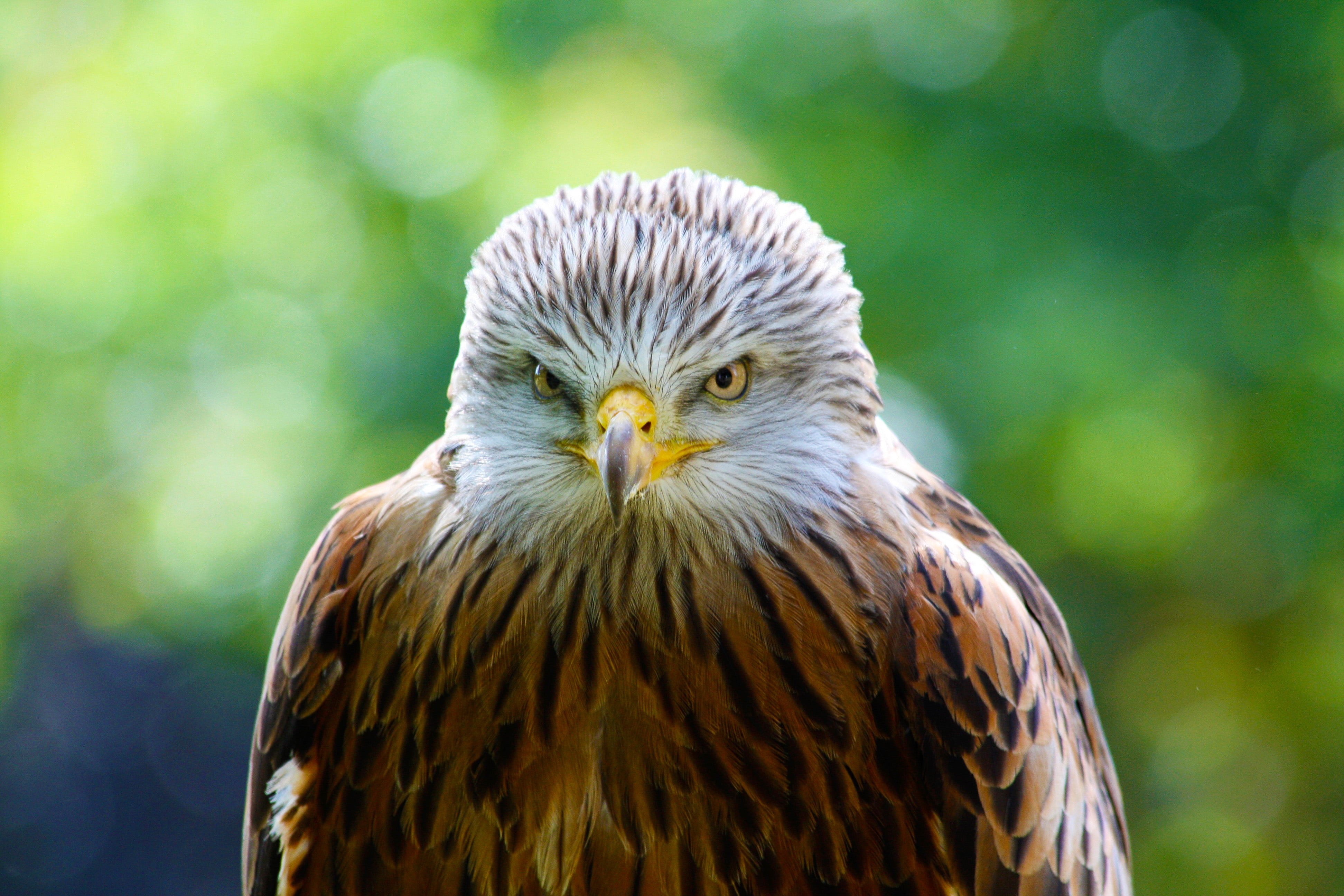 beak, outdoors, animal Eye, animal Wing, brown, nature, day, animals In The Wild, hawk, 4K, one animal, hawk - Bird, yellow eyes, falconry, bird of Prey, HD Wallpaper