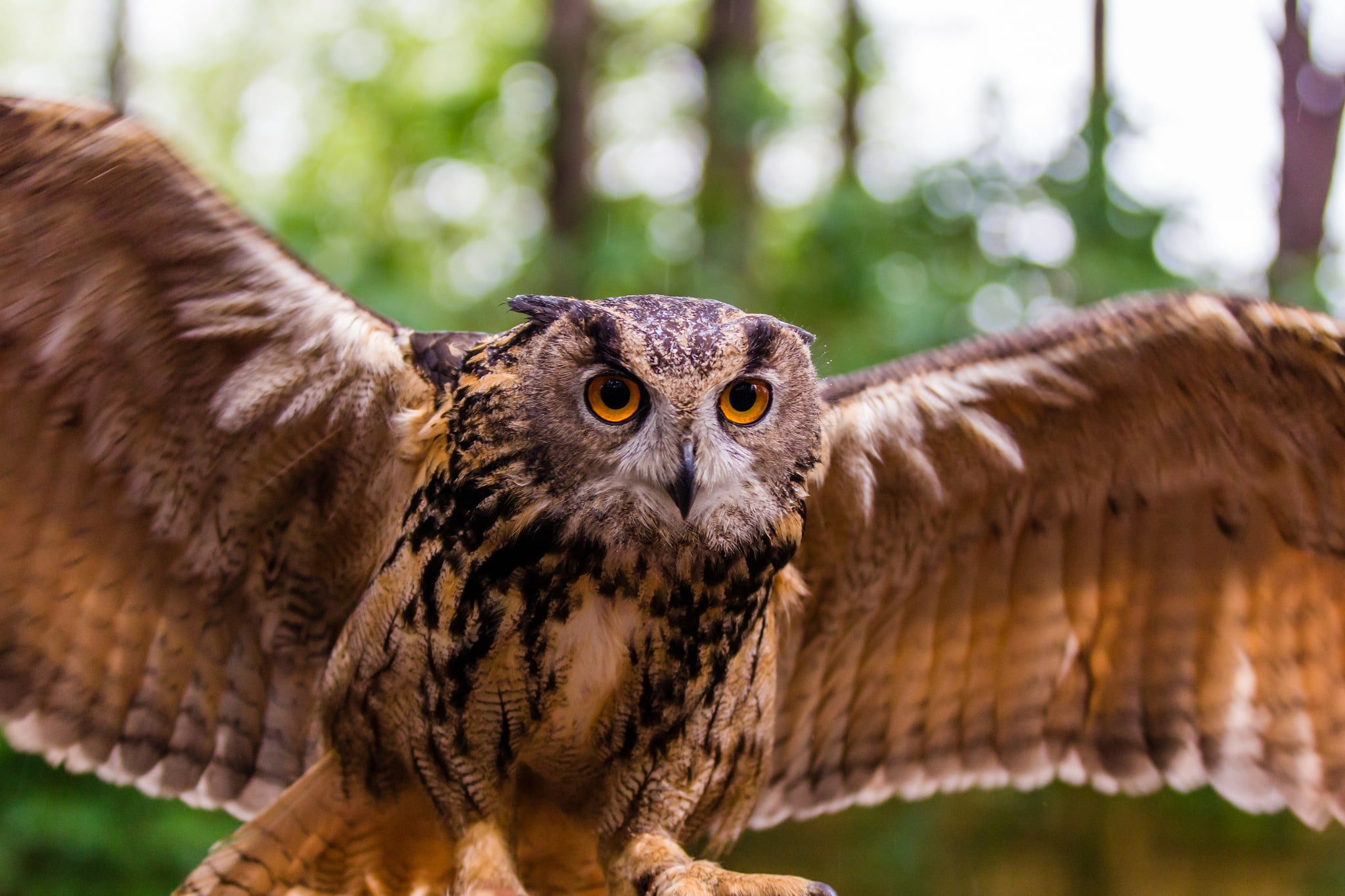 beak, owl, brown, nature, predator, feather, animal Eye, flap, animals In The Wild, looking at camera, one Animal, bird, portrait, animal, close-up, looking, HD Wallpaper