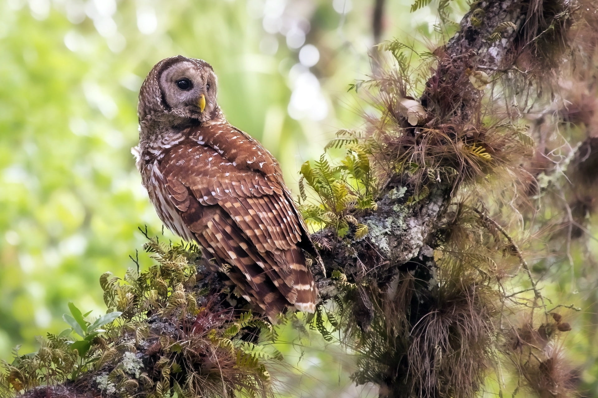 predator, animals Hunting, beak, vertebrate, green Color, falconry, grass, selective focus, nature, forest, plant, one animal, outdoors, bird, bird Watching, HD Wallpaper