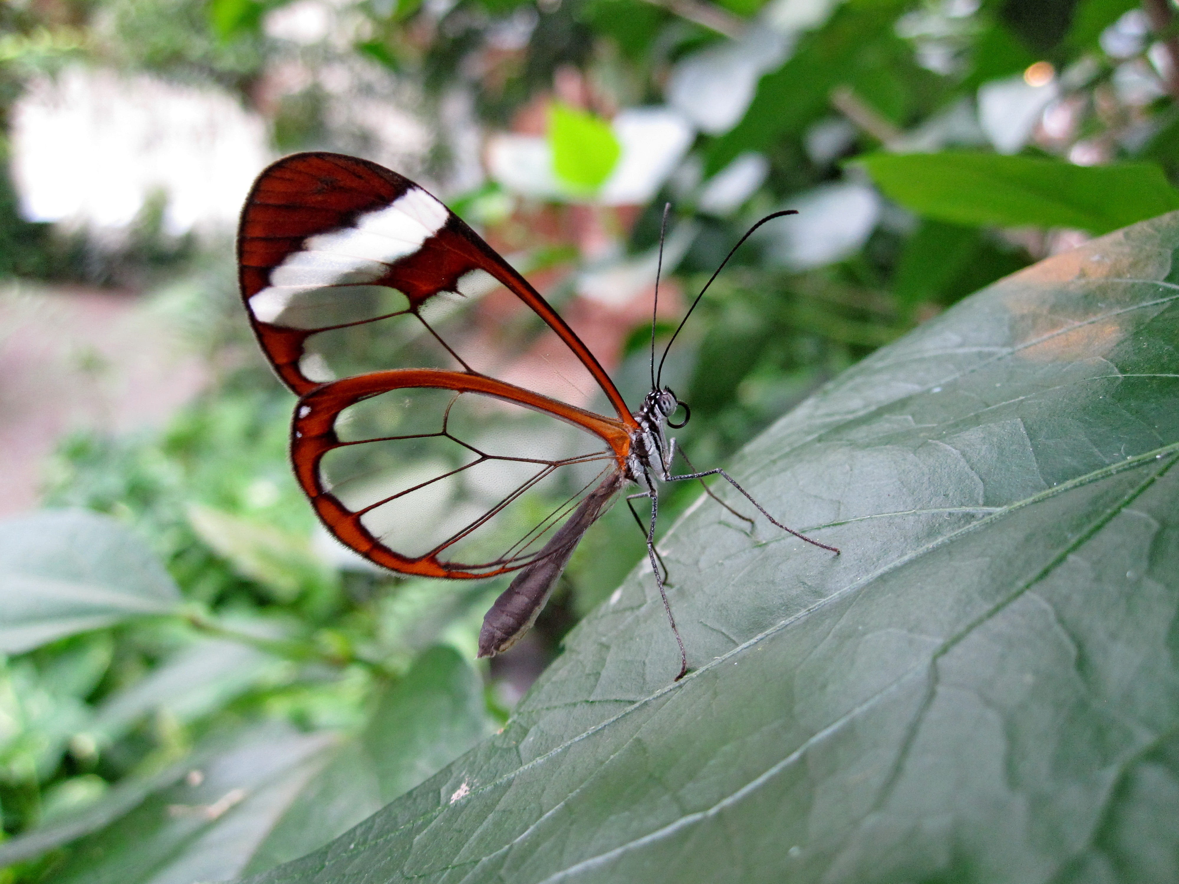 4K, plant, plant part, nature, focus on foreground, day, close, outdoors, close-up, rarely, insect, clear, butterfly - insect, leaf, photo, animal wing, HD Wallpaper