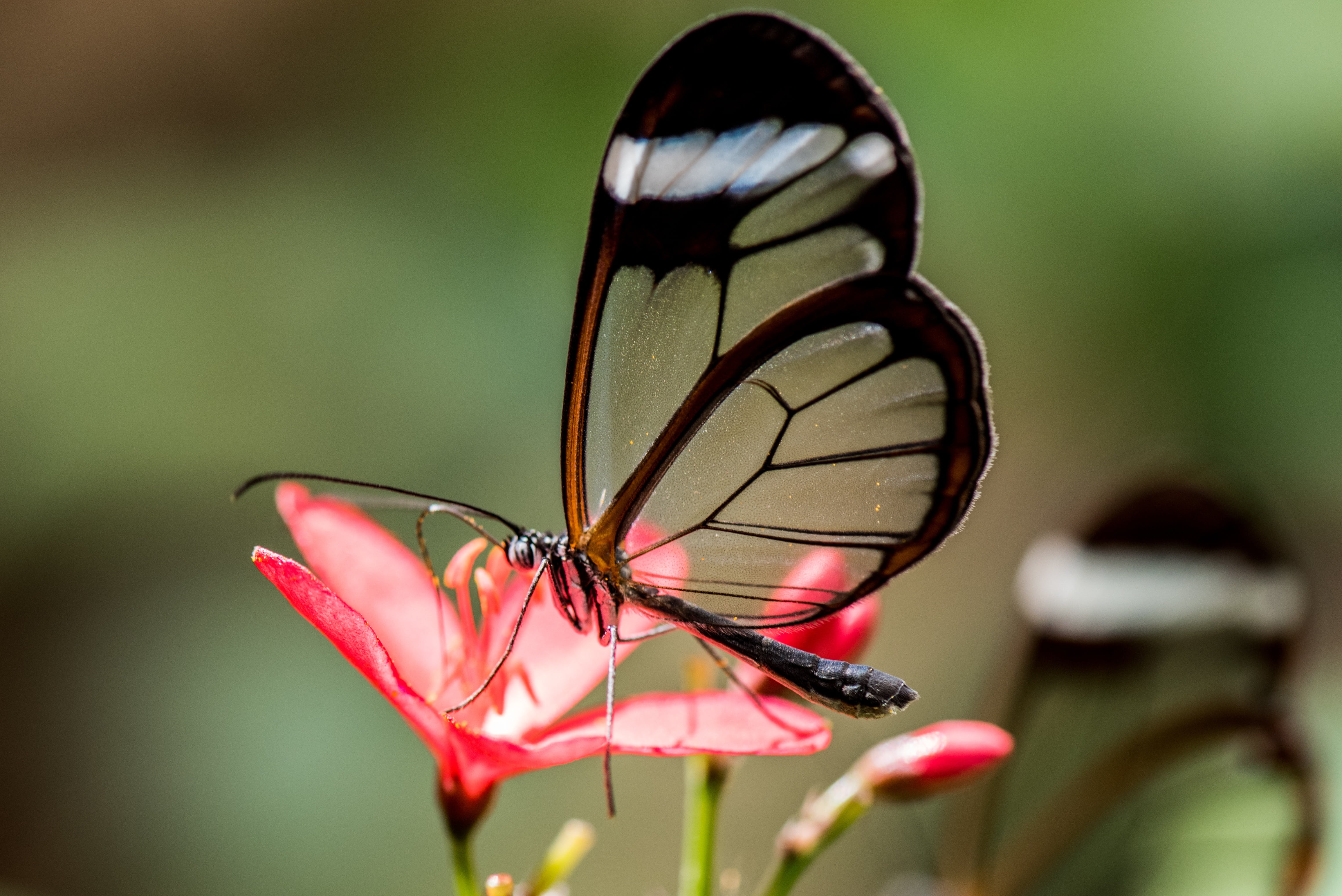macro, detail, forest, wildlife, invertebrate, fragility, beauty, posing, 4K, vegetation, animal themes, fauna, animals in the wild, red, animal Wing, HD Wallpaper