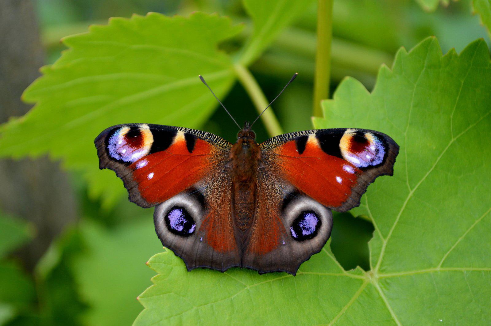 macro, resolution, high, nature, butterfly, close, insects, zoom, 720P, HD Wallpaper