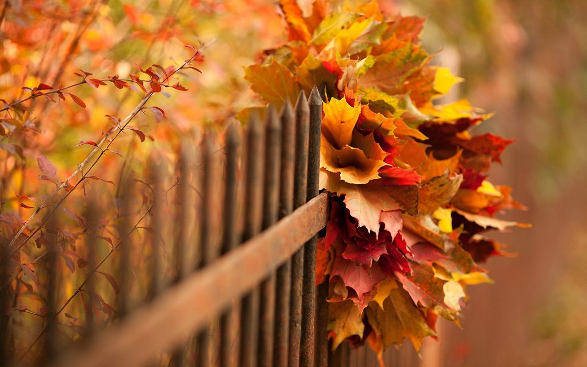 Fence, Leaves, Bokeh, Nature, red, 1080P, Autumn, yellow, HD Wallpaper