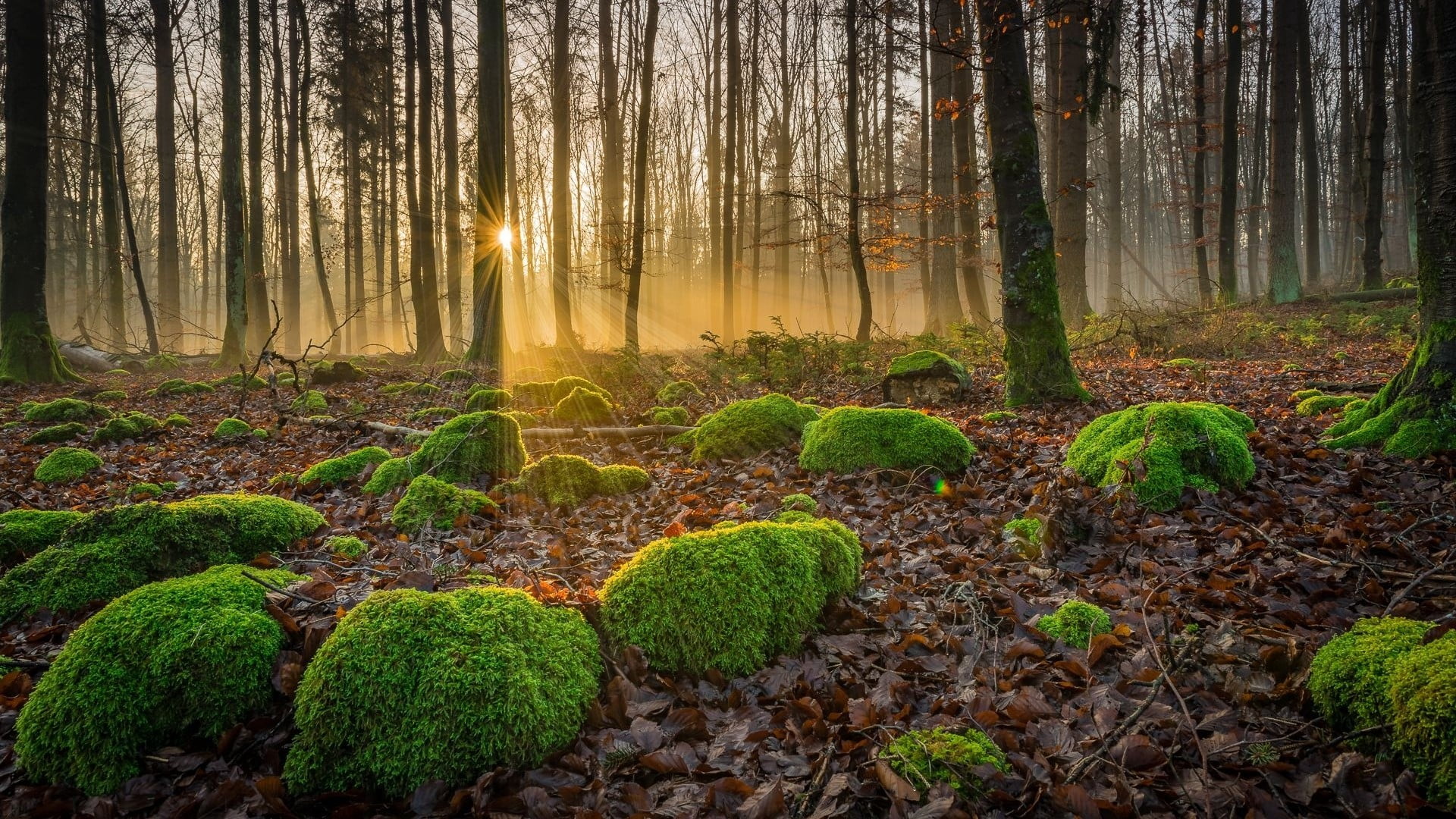 tranquil scene, growth, tranquility, beauty in nature, nature, woodland, fall, plant part, moss, forest, landscape, land, grasses, plant, lens flare, leaves, HD Wallpaper