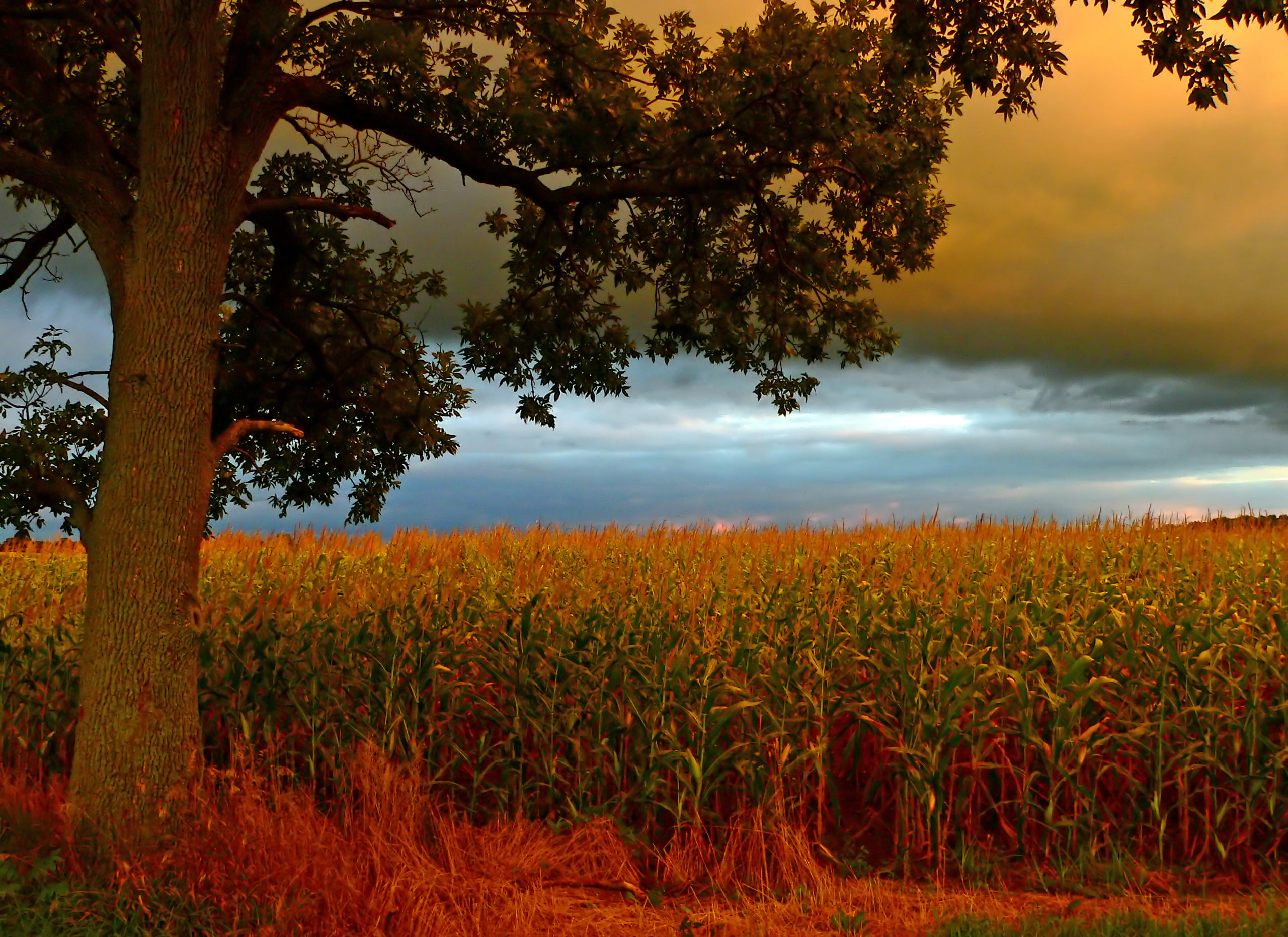 tree, yellow, Ohio, landscape, rural Scene, brown, agriculture, outdoors, Shots, scenics, green, rural, red, corn, field, sunset, sky, grass, 2K, nature, HD Wallpaper
