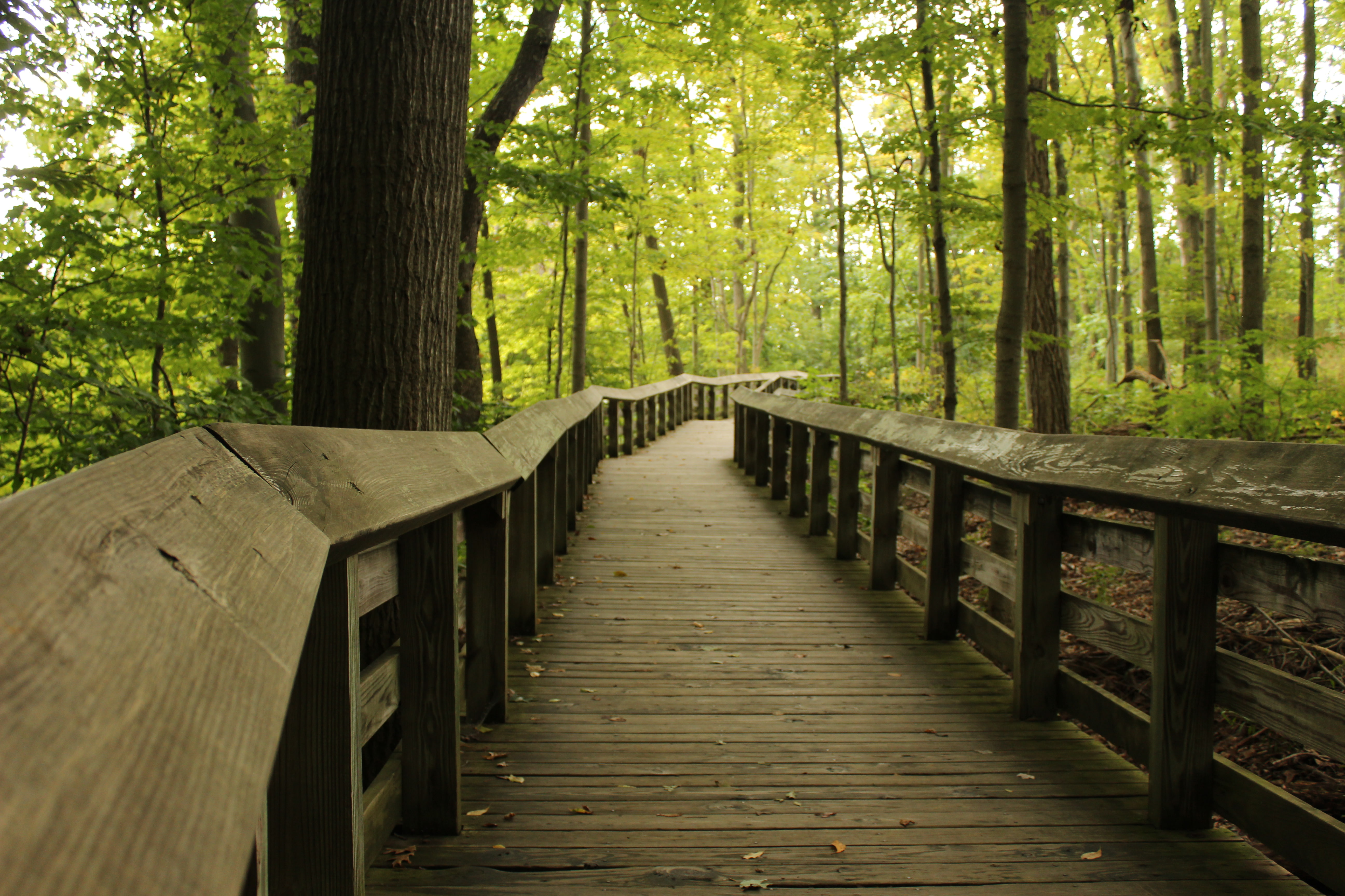 path, walkway, 5K, Ohio, wooden surface, oak trees, HD Wallpaper