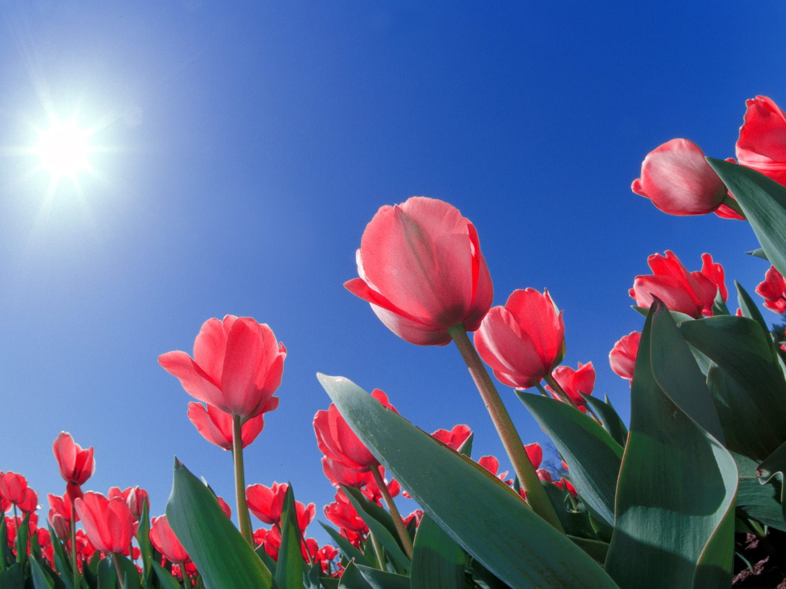 720P, red, ohio, tulips, HD Wallpaper