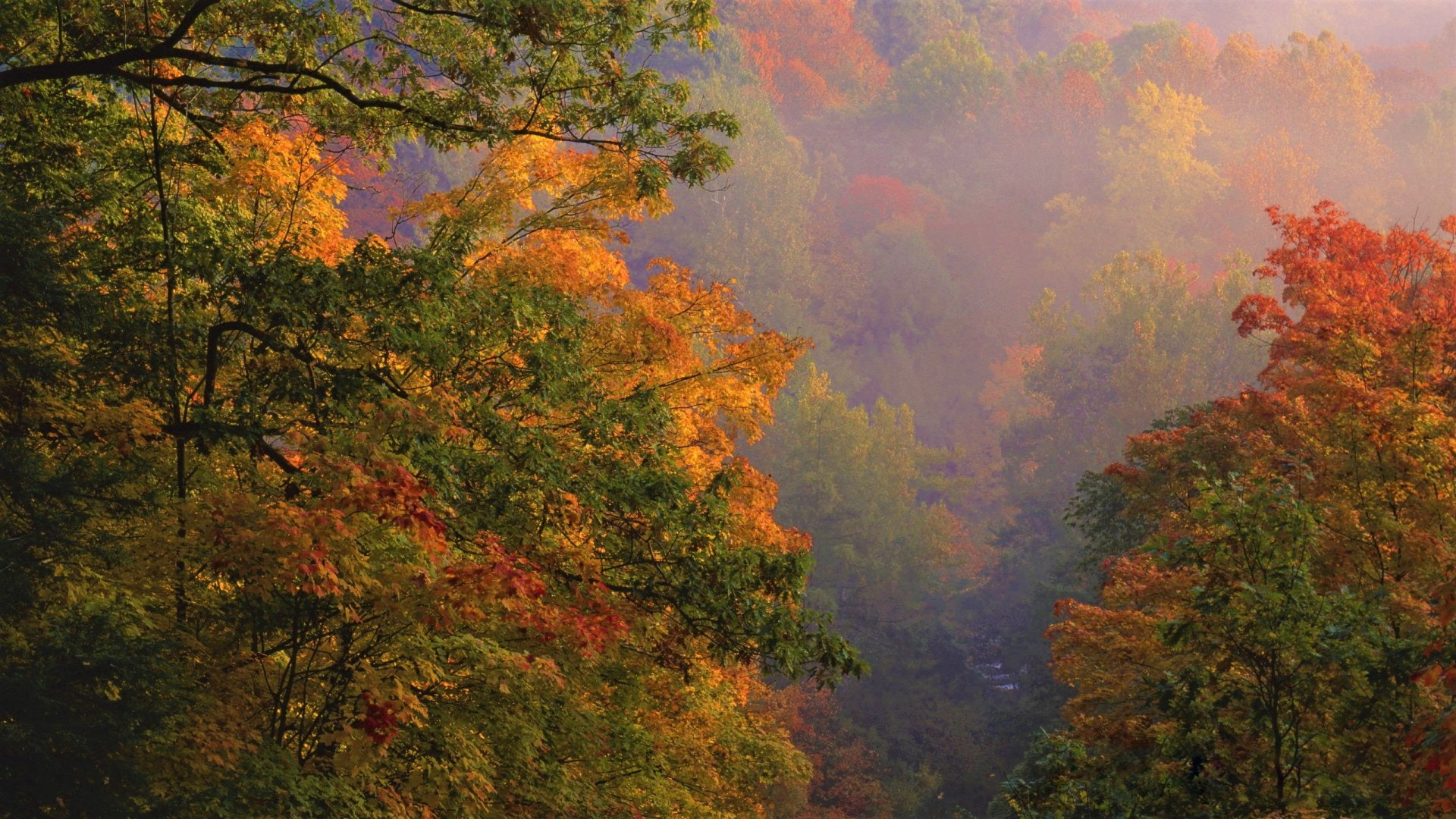 Foliage, Earth, Forest, Ohio, Fall, 1080P, HD Wallpaper