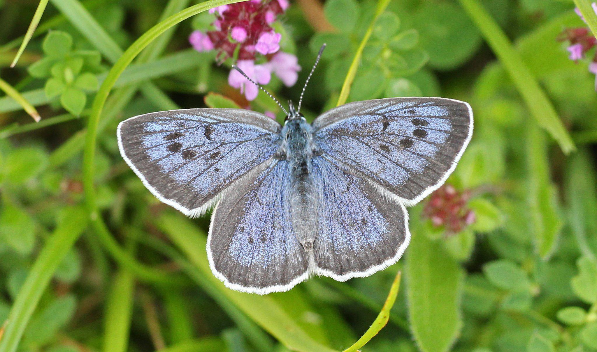 common, zoom, nature, 1080P, macro, hd, close, butterfly, insects, blue, HD Wallpaper
