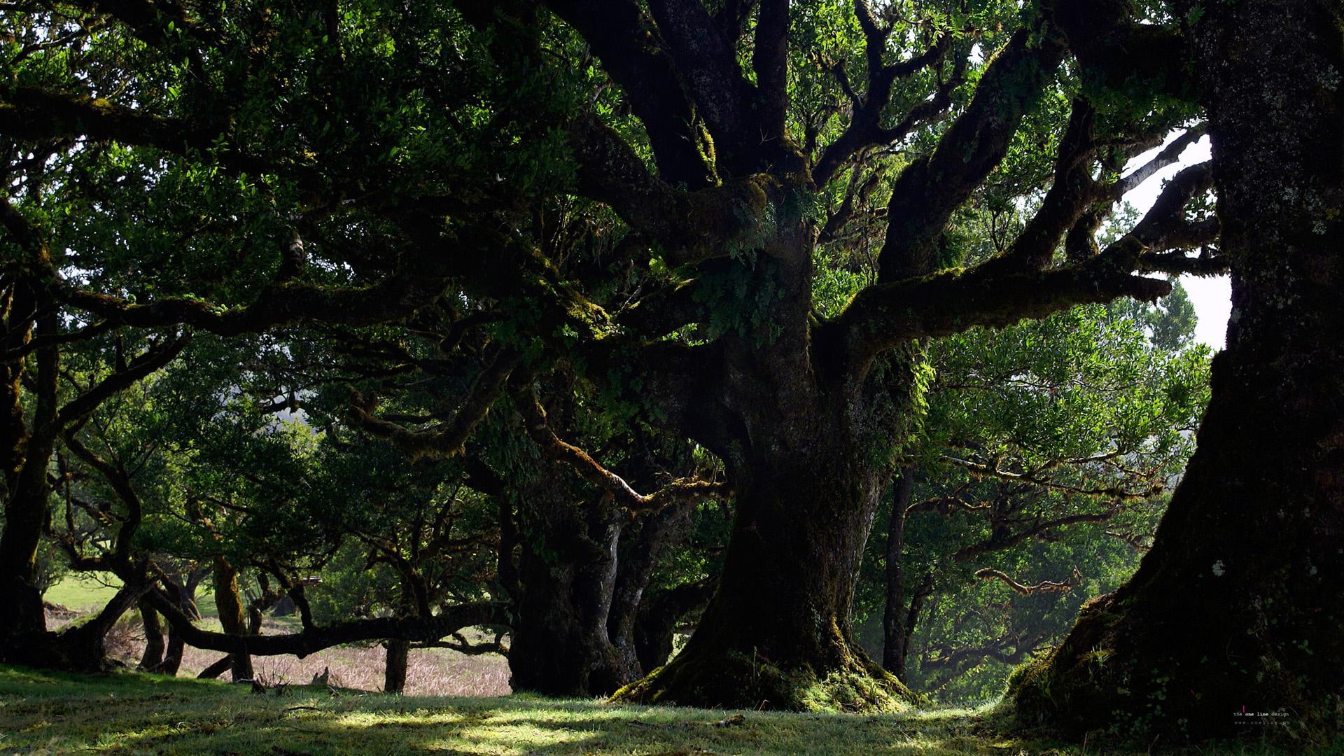 1080P, old forest, nature, forests, 3d and abstract, old, forest, HD Wallpaper
