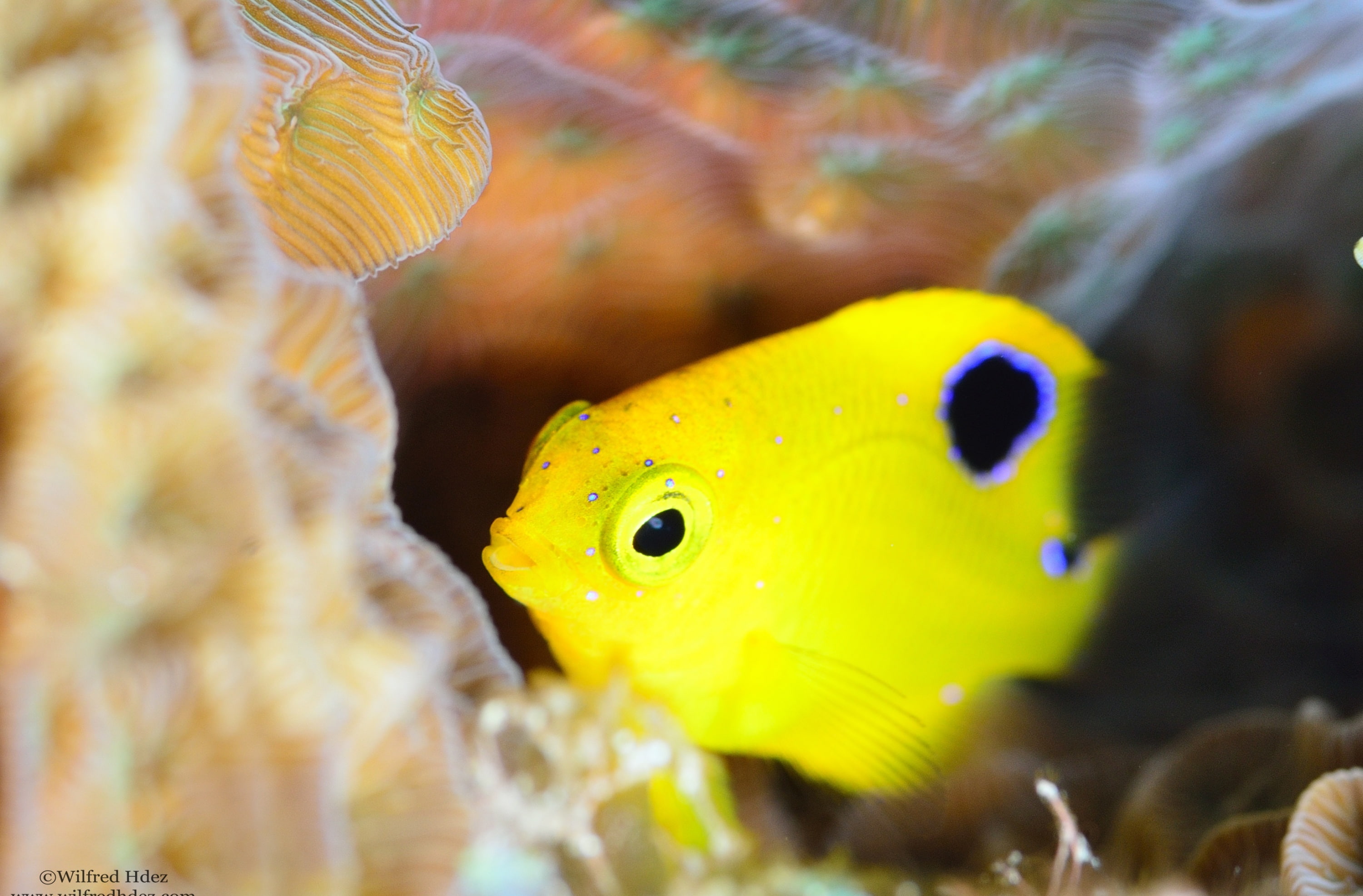 Animals, transparent, animals in captivity, Photography, no people, Macro, animal, 2K, Yellow, Reef, Sea, Beautiful, Underwater, Water, animals in the wild, HD Wallpaper