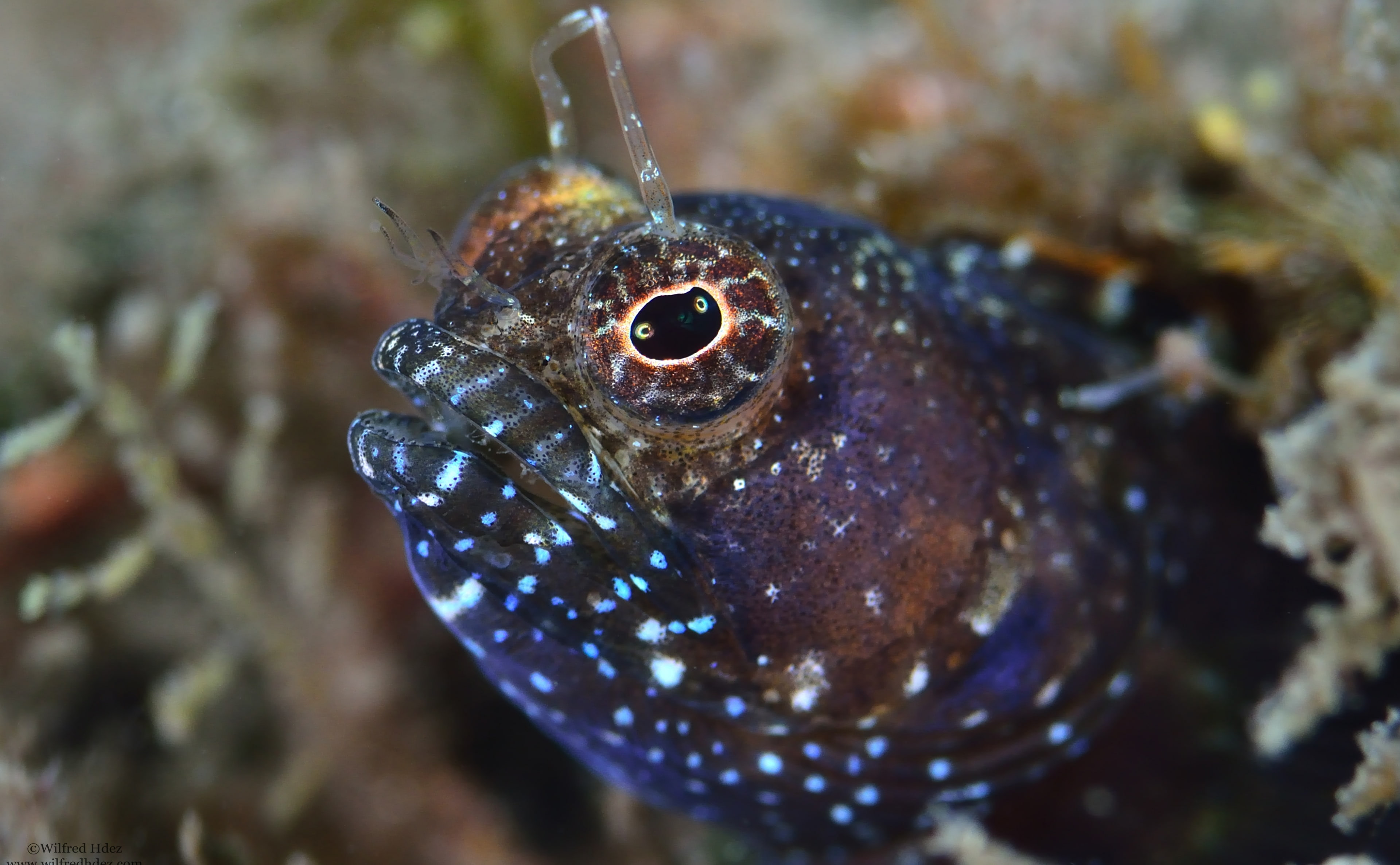 Closeup, eye, scuba diving, animal wildlife, animal body part, close-up, one animal, vertebrate, macro, Sea, undersea, Underwater, no people, Water, focus on foreground, HD Wallpaper
