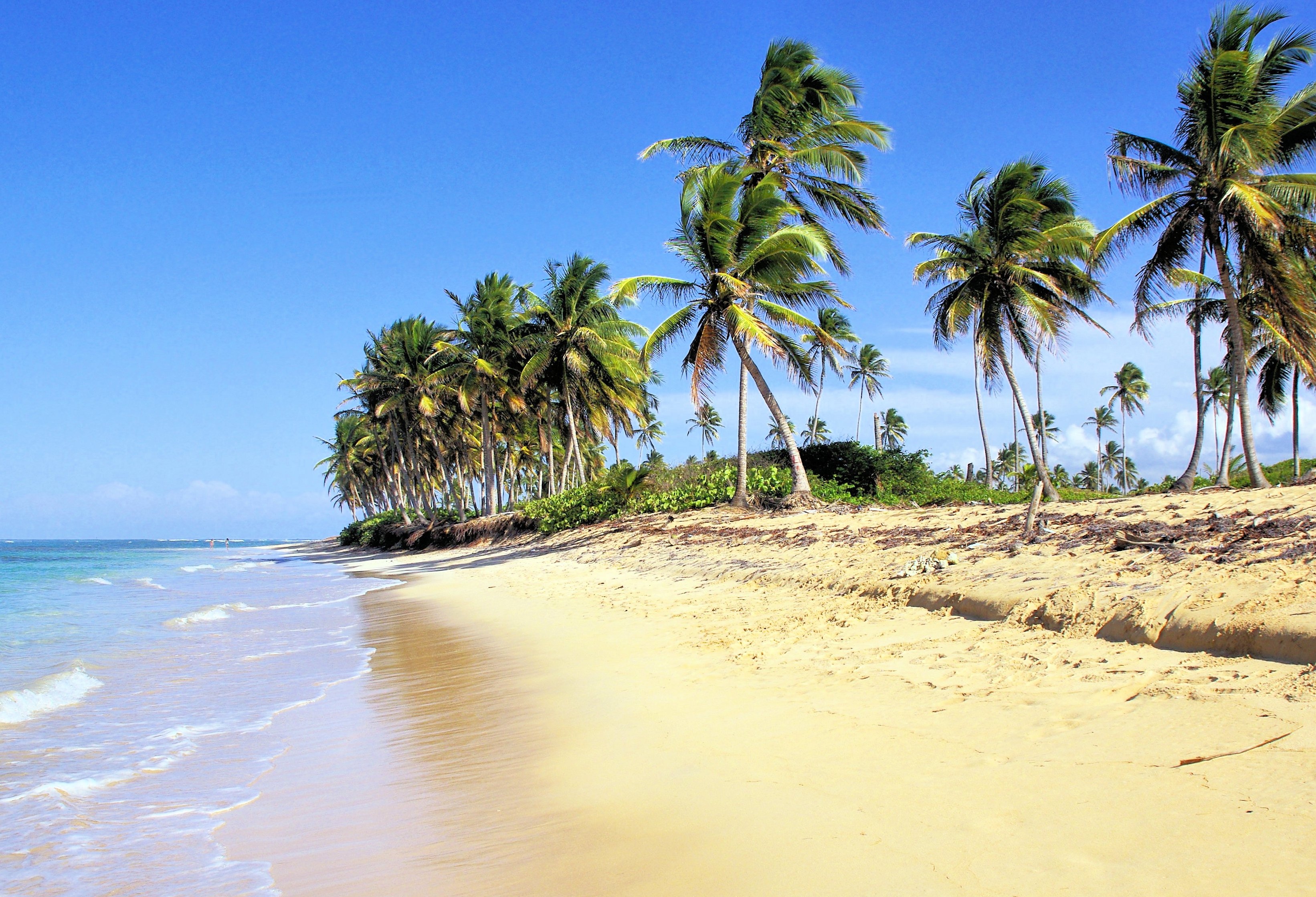 scenics - nature, plant, coconut palm tree, sea, tropical tree, tranquil scene, no people, seashore, outdoors, dominican republic, nature, tranquility, HD Wallpaper