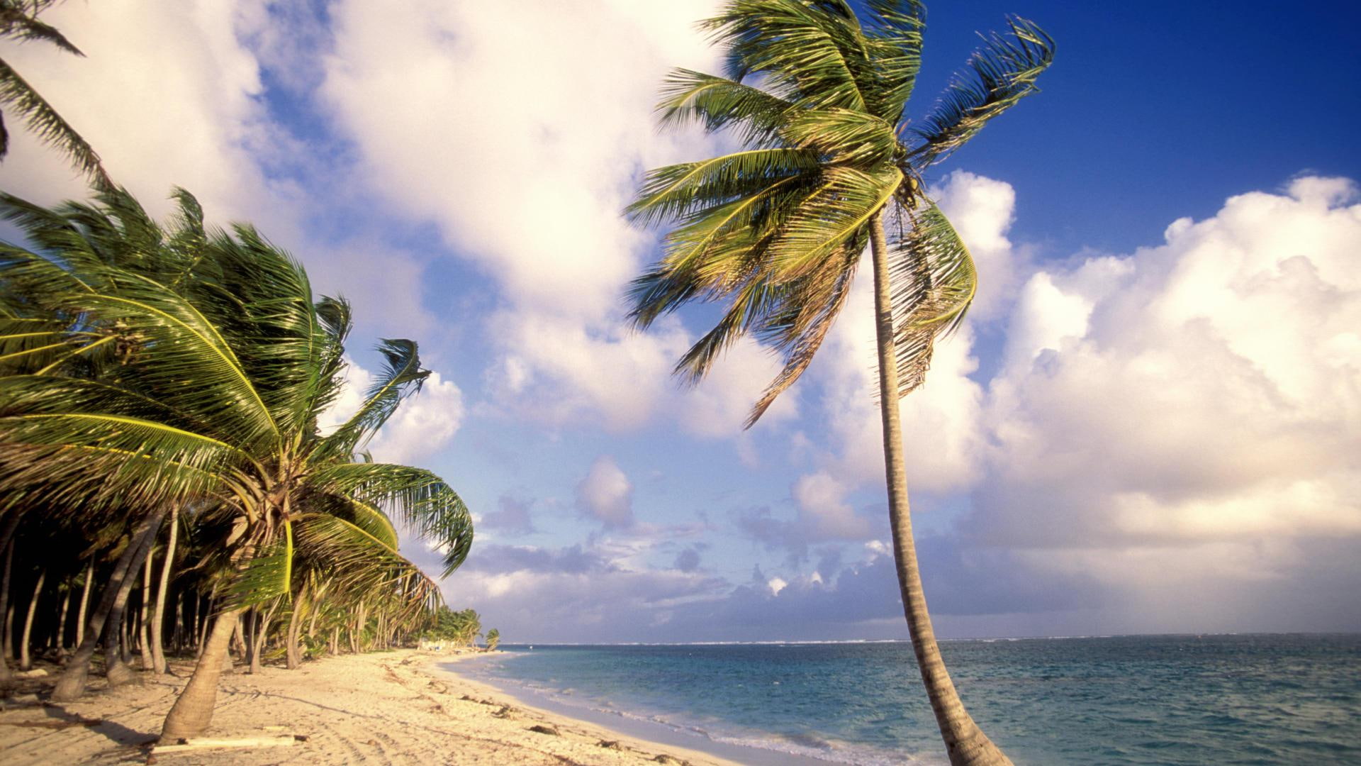 1080P, illustration, punta, seashore, caribe, nature, republic, tree, coconut, punta cana, cana, beach, dominican, nature and landscapes, HD Wallpaper
