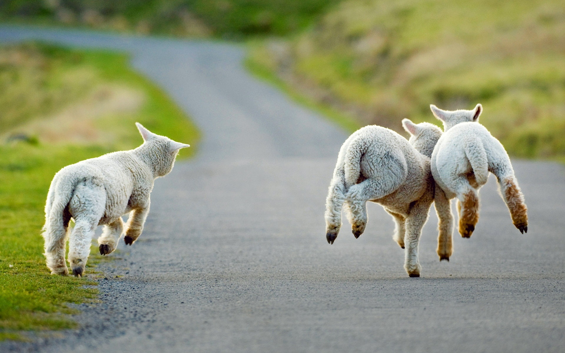 New, 1080P, Running, Christchurch, Lambs, Zealand, Road, HD Wallpaper