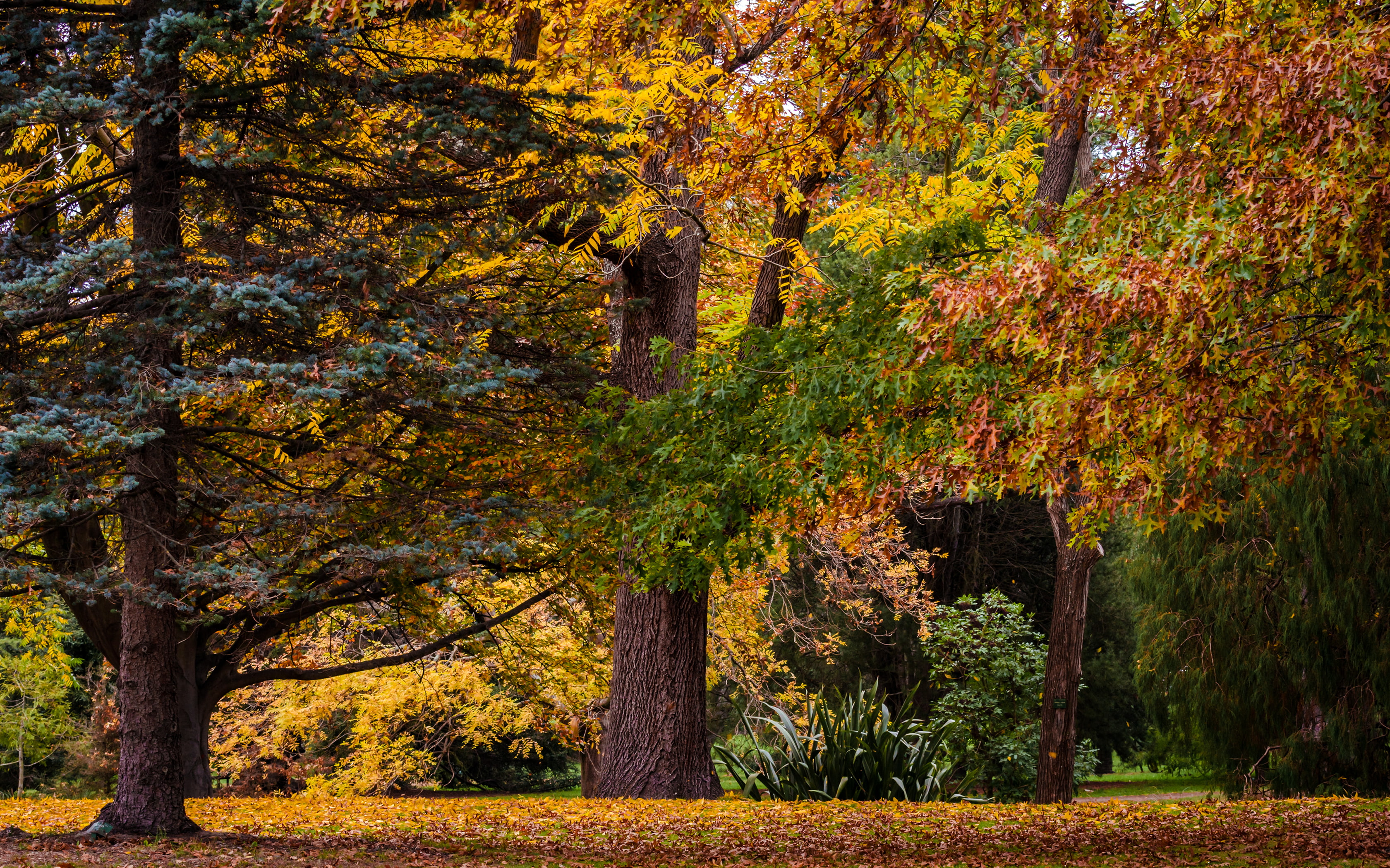 Botanic Gardens, Christchurch, autumn, New Zealand, 2K, nature, trees, forest, HD Wallpaper