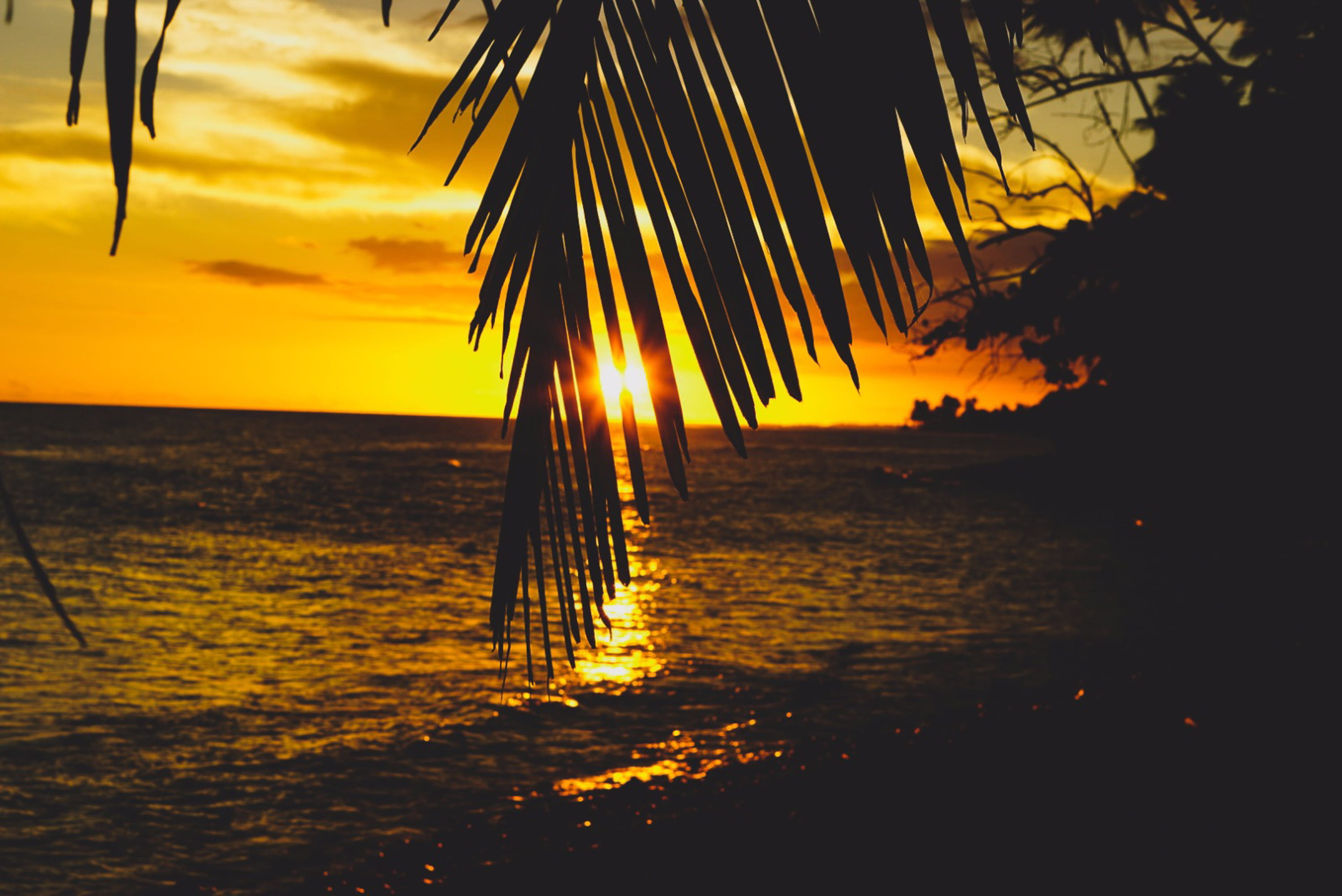 tree, no people, sky, water, horizon over water, patillas, sun, beach, beauty in nature, bright, orange color, 2K, sea, palm leaf, scenics - nature, tranquil scene, HD Wallpaper