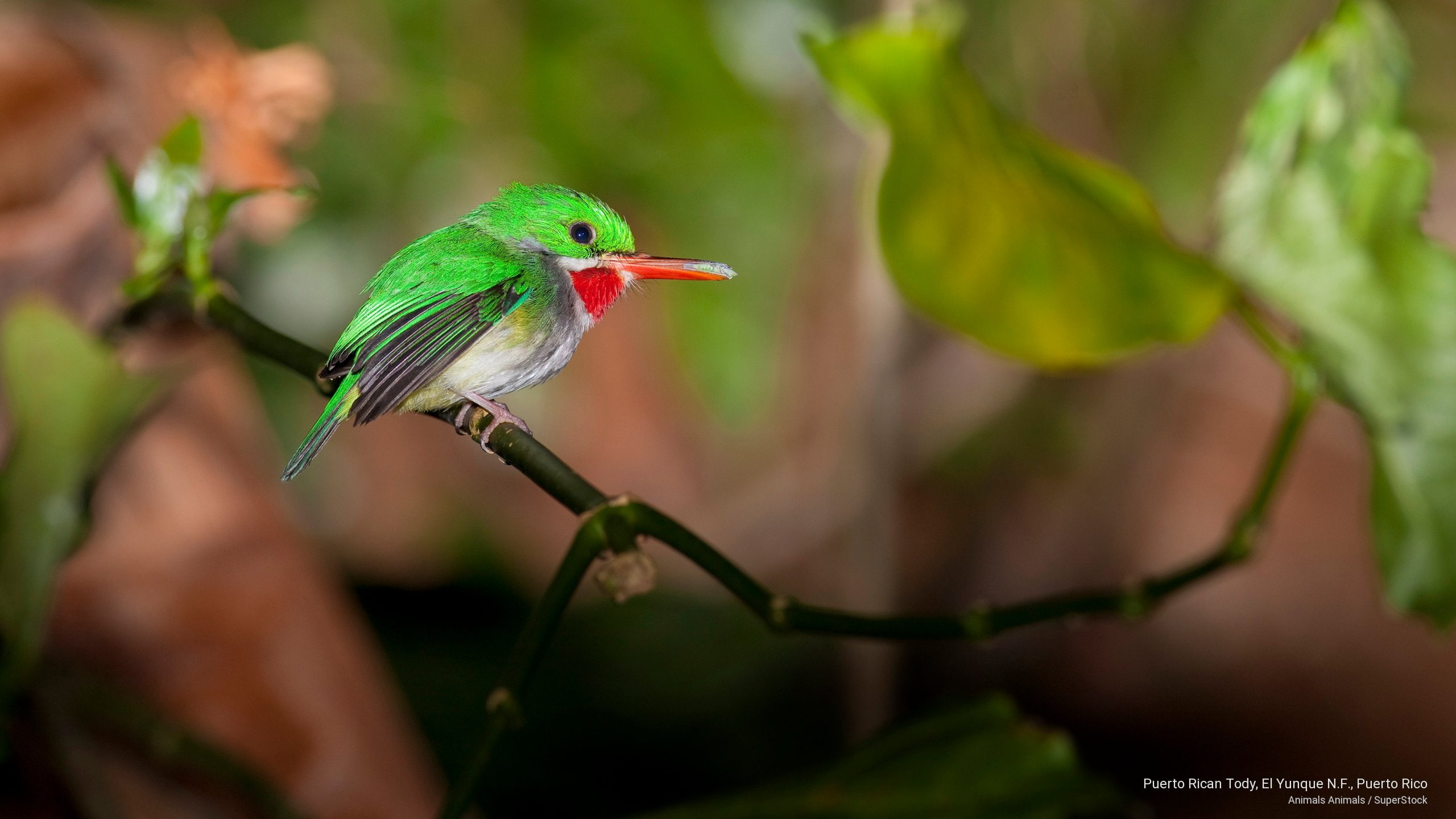 puerto, n, rico, el, Birds, f, rican, tody, 2K, yunque, HD Wallpaper