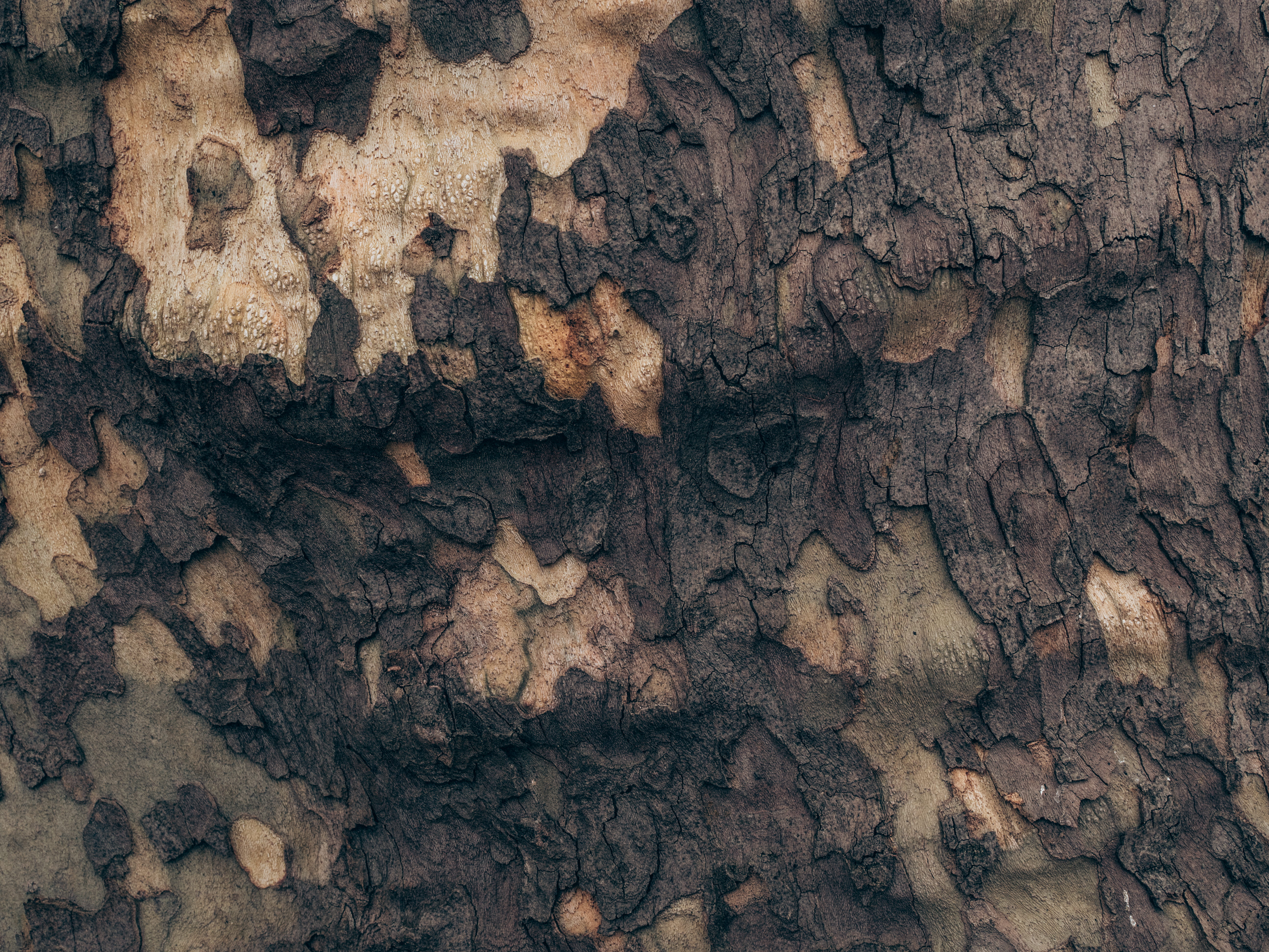 rock, wood, pattern, plant, natural, skin, tree, directly above, outdoors, woodland, bark, wooden, old, rock - object, close-up, rough, 5K, textured, camouflage, HD Wallpaper