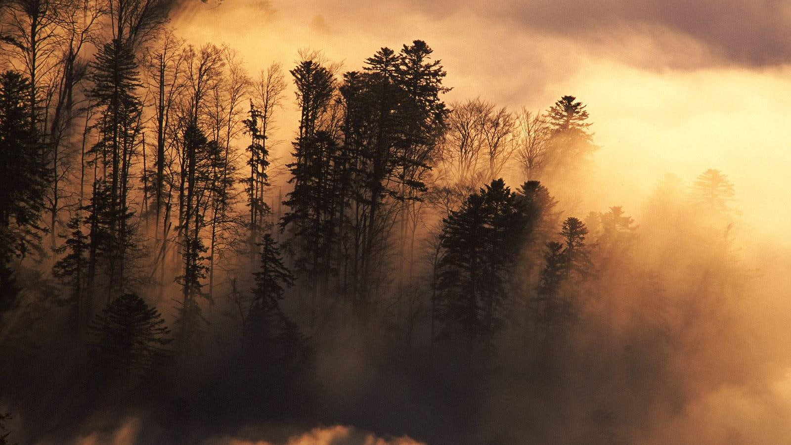 1600x900, tree, woodland, silhouette, 720P, HD Wallpaper