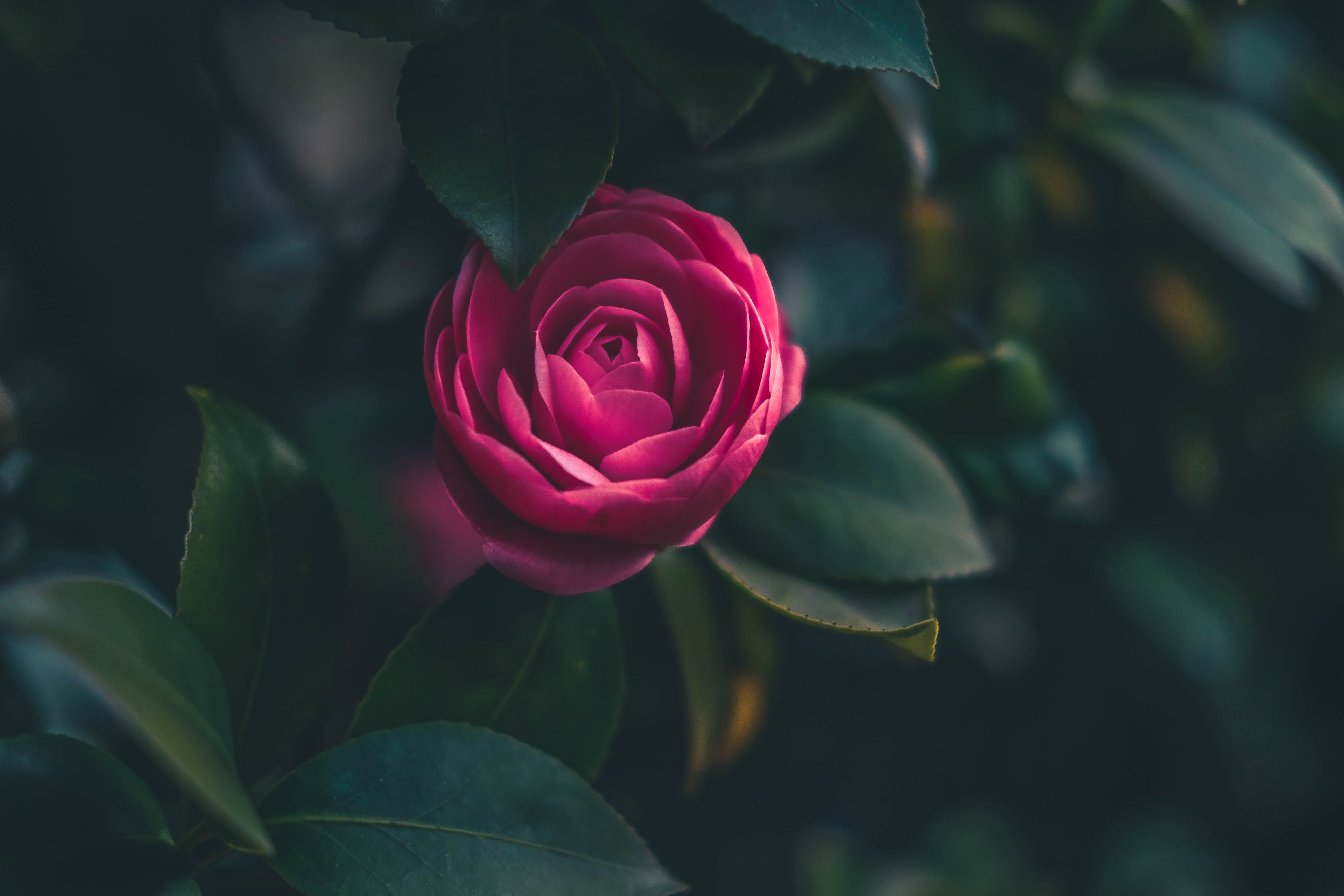 freshness, single, growth, close-up, rose - flower, plant, flower head, outdoors, beauty in nature, rose, no people, 5K, dark, vulnerability, focus on foreground, HD Wallpaper