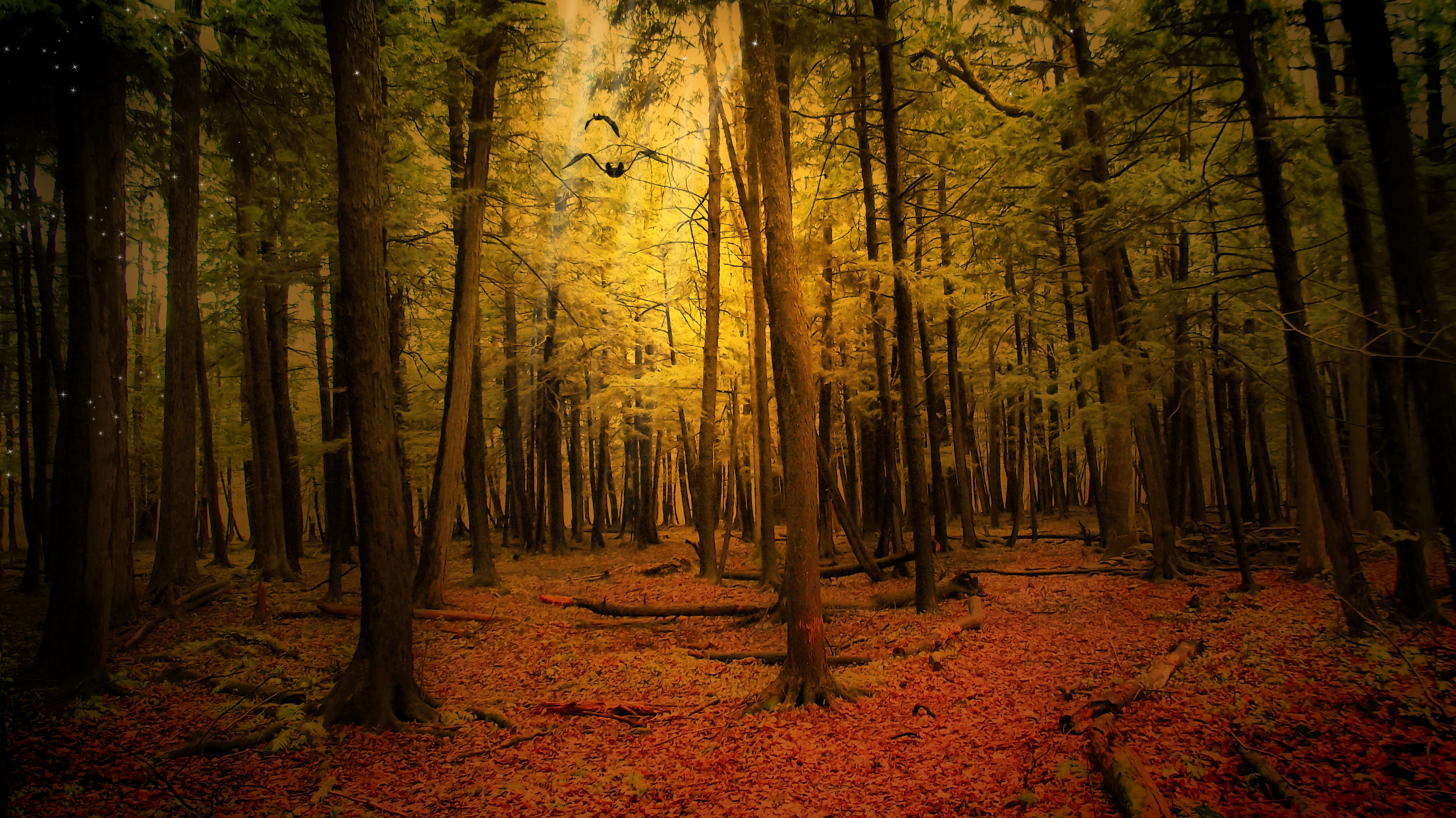 gold Colored, remote, red, color Image, tree Trunk, morning, colors, autumn, park - Man Made Space, land, tranquil Scene, light - Natural Phenomenon, no People, HD Wallpaper