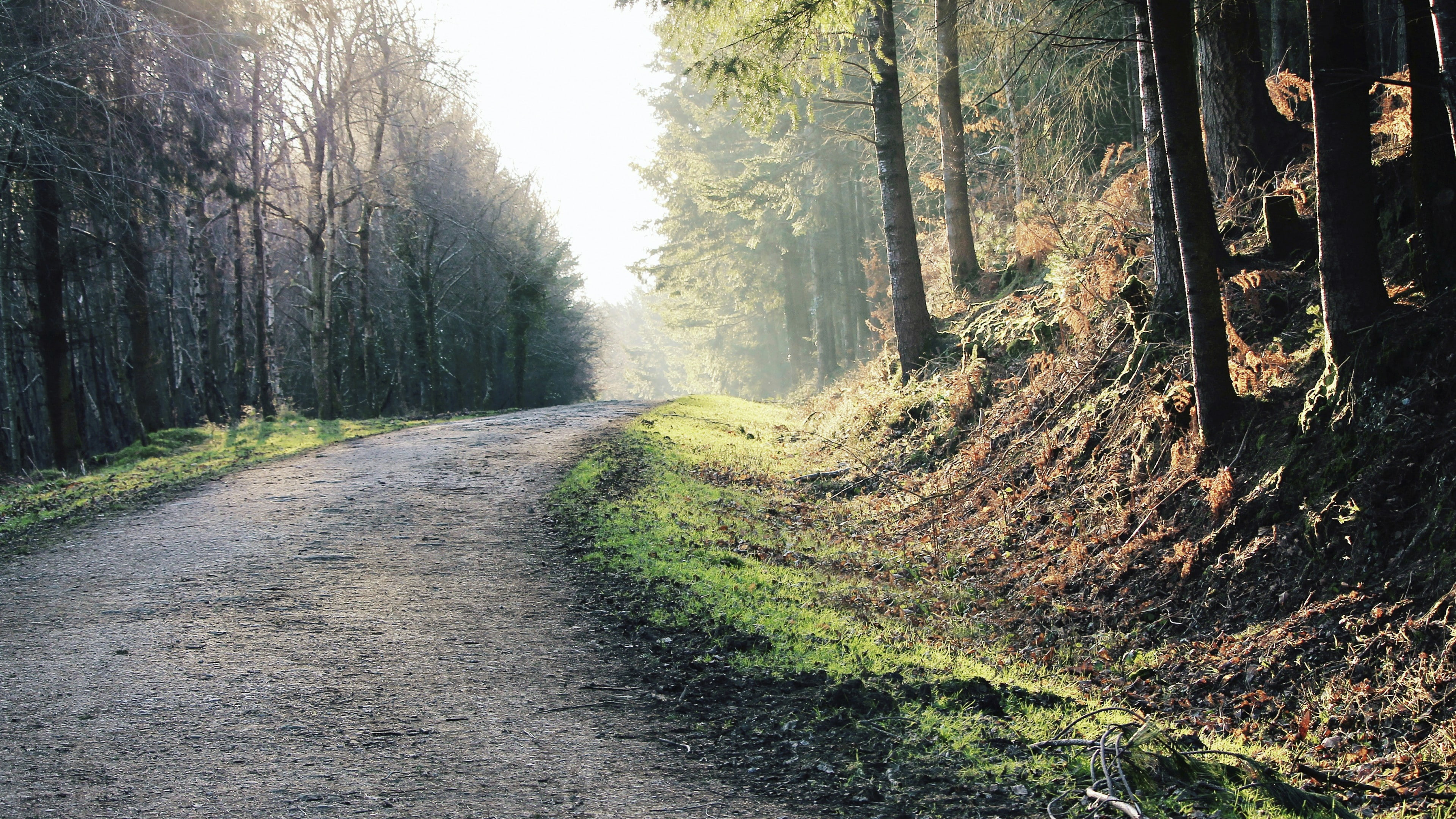 4K, woodland, trail, forest, dirt road, tree, road, HD Wallpaper