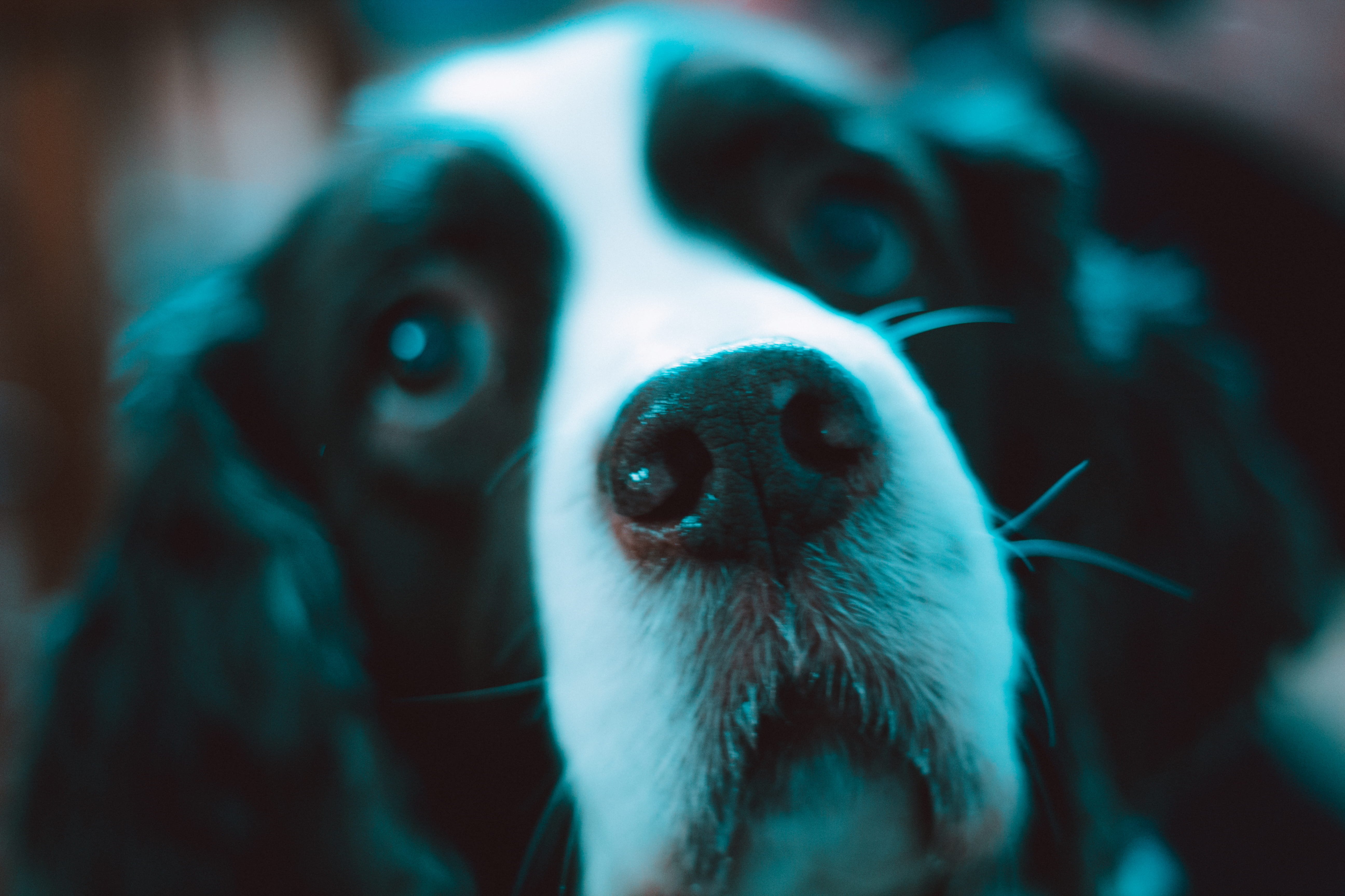 animal nose, selective focus, domestic animals, xxl, haircut, web, artist, animal eye, canine, web design, vertebrate, famous, mammal, lights, apple, barber, HD Wallpaper