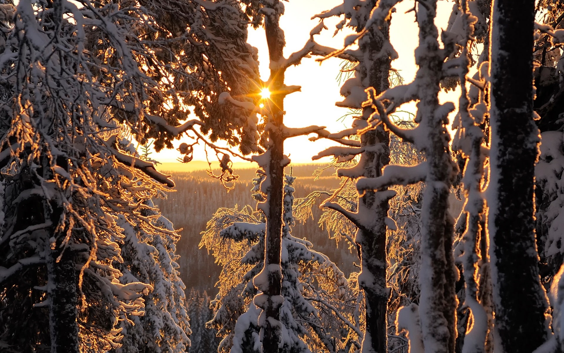 1080P, Rays, Forest, Snow, Thick, Winter, Sun, Finland, HD Wallpaper