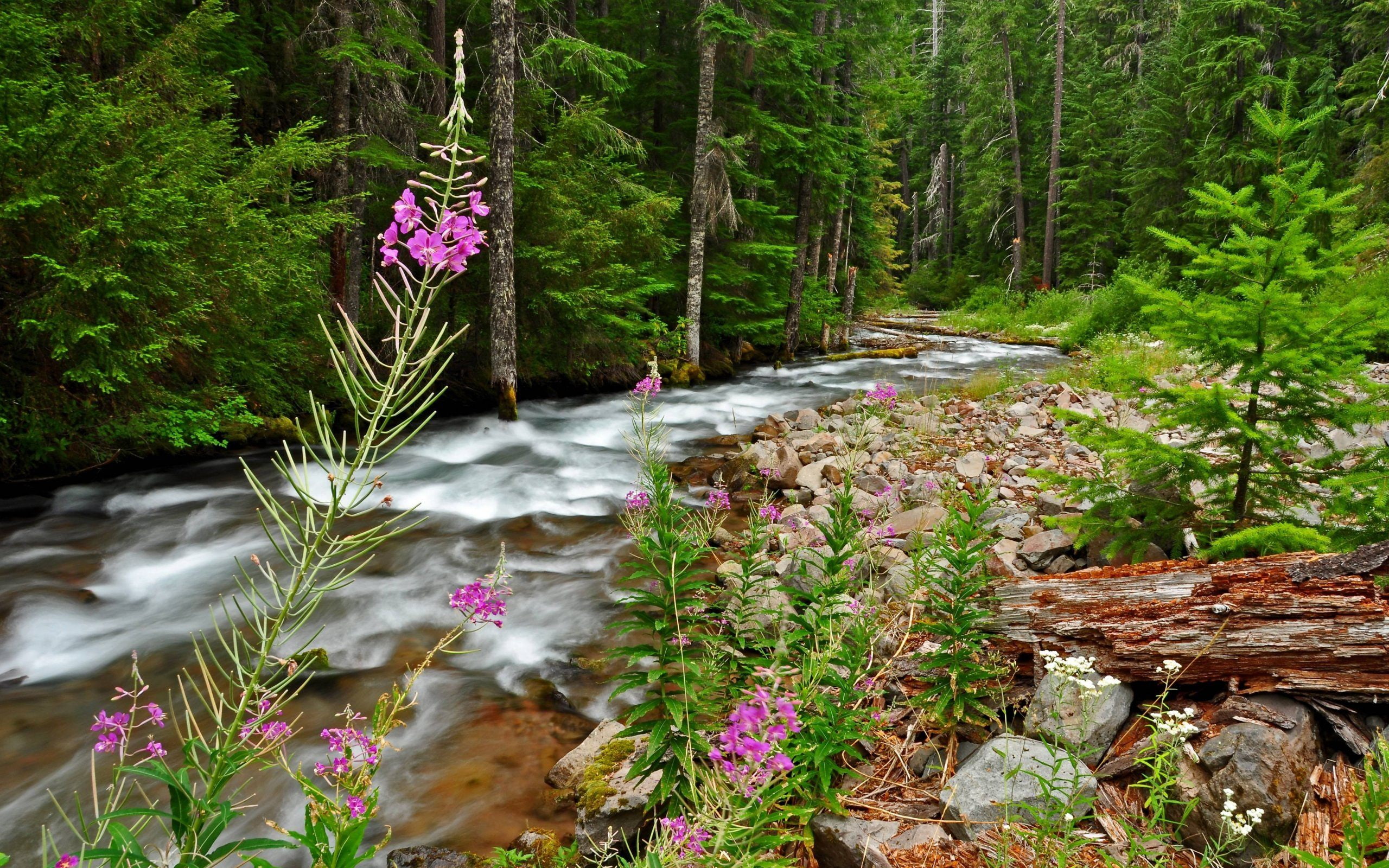laptops, flowers, springtime, hd, landscape, desktop, thick, phones, green, background, forest, stones, mountain, pine, 2K, mobile, river, trees, HD Wallpaper