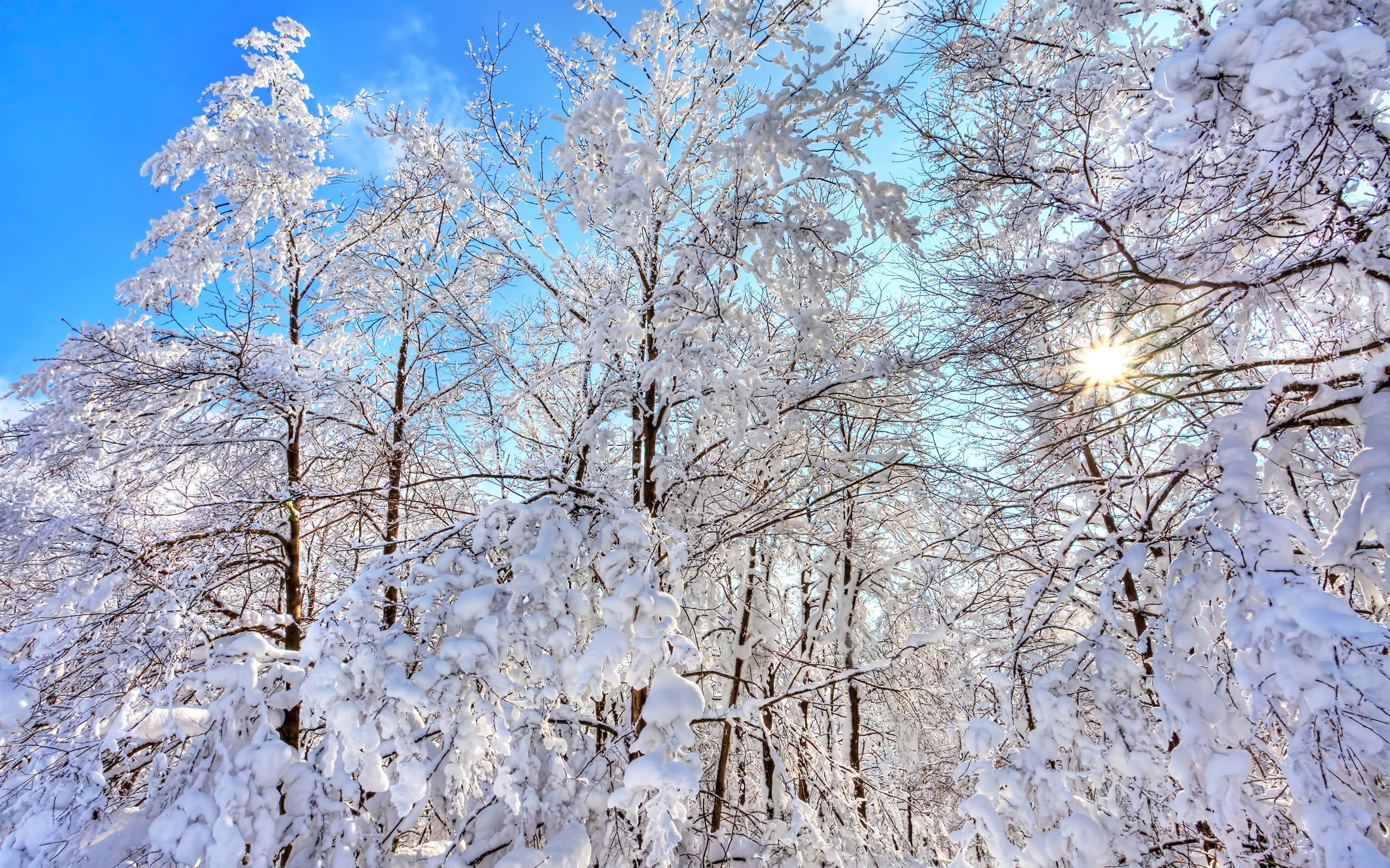 Forest, Snow, Trees, Winter, 2K, Sky, Blue, Thick, HD Wallpaper