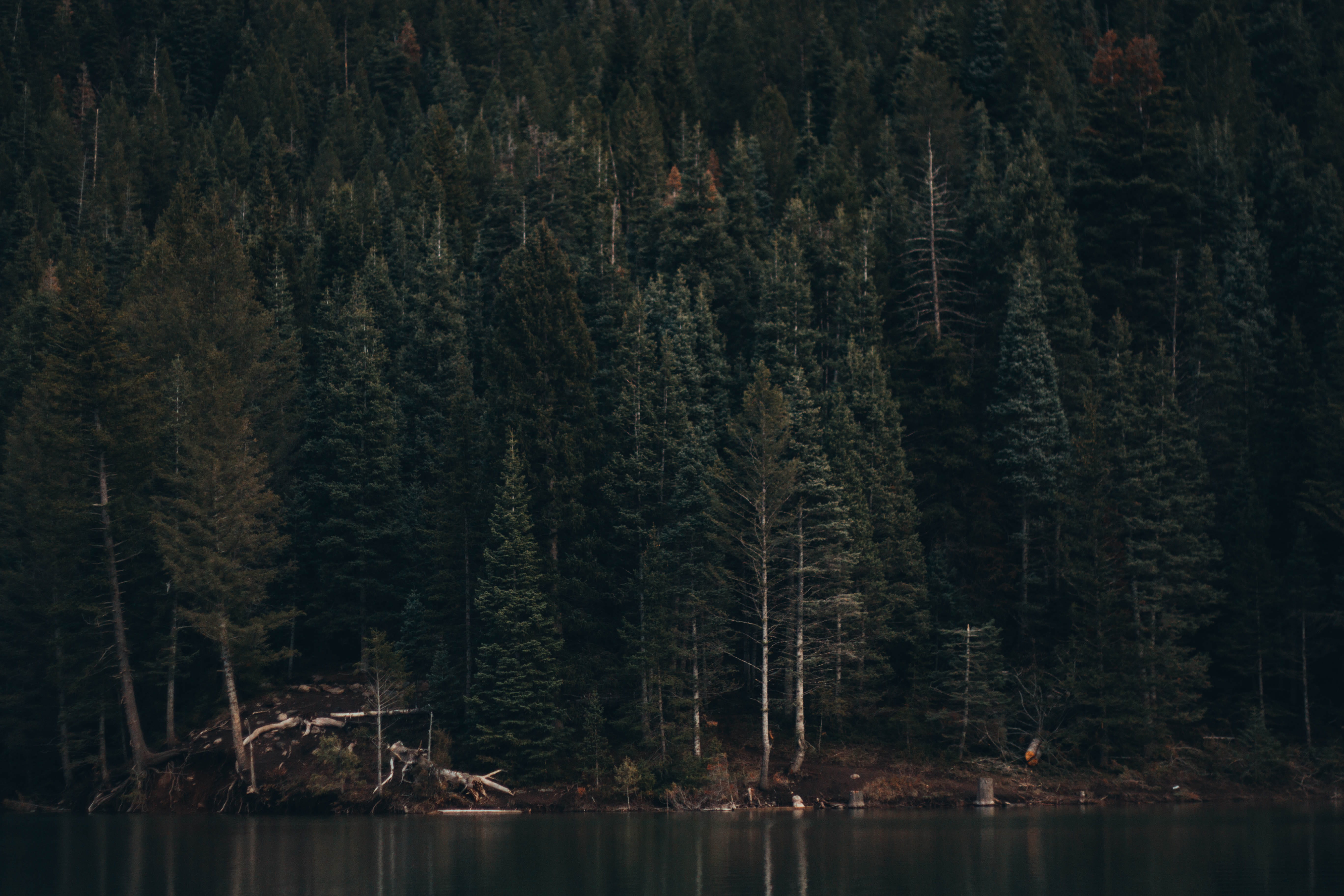no people, waterfront, canyon, thick, outdoors, woodland, scenics - nature, forest, coniferous tree, tranquil scene, reflection, americanfork, creativecommune, HD Wallpaper