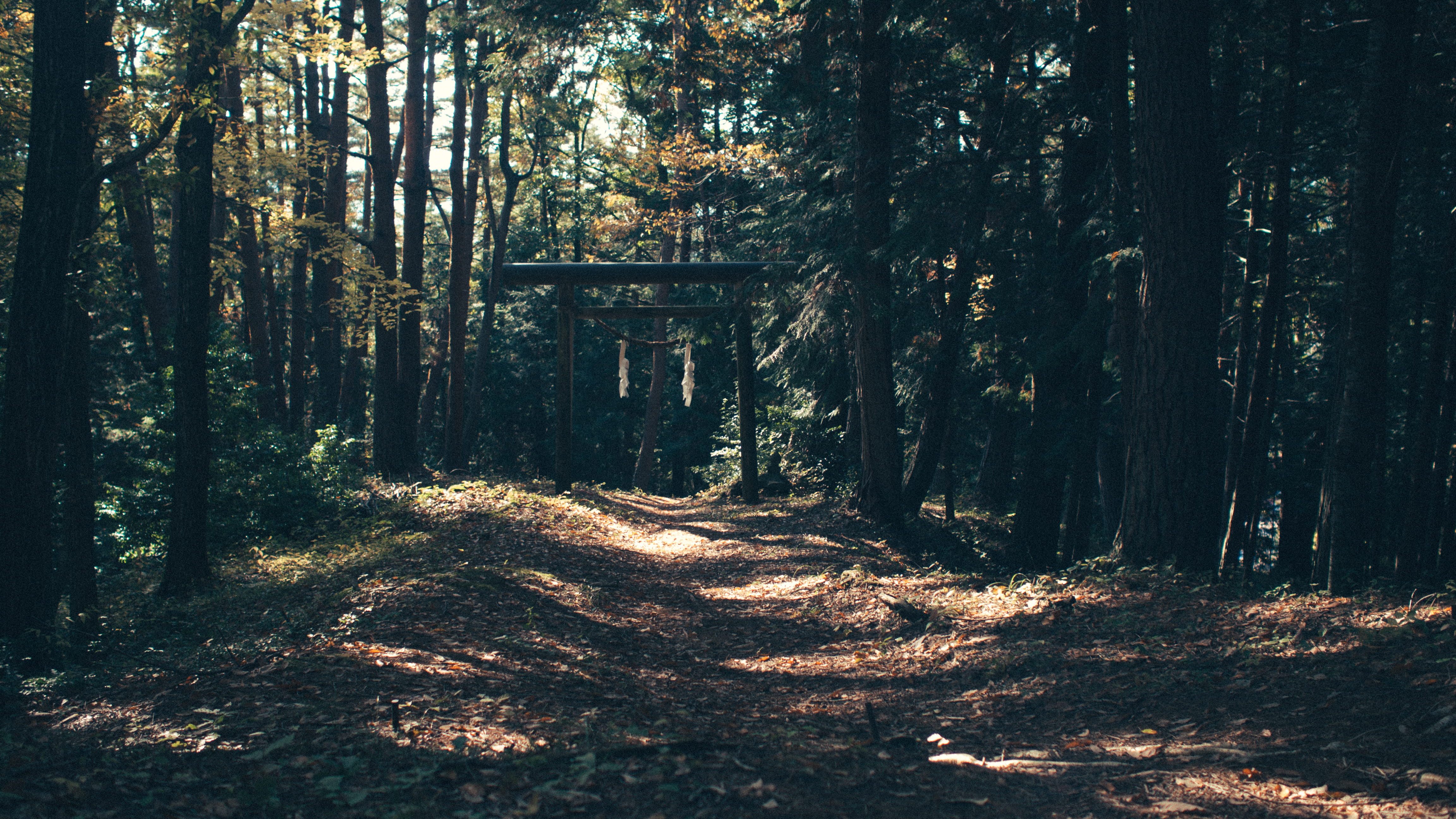 wooden, tranquil Scene, the way forward, nature, direction, land, landscape, dirt, arch, surrounded, tree trunk, no People, beauty In Nature, tree, scenics, HD Wallpaper